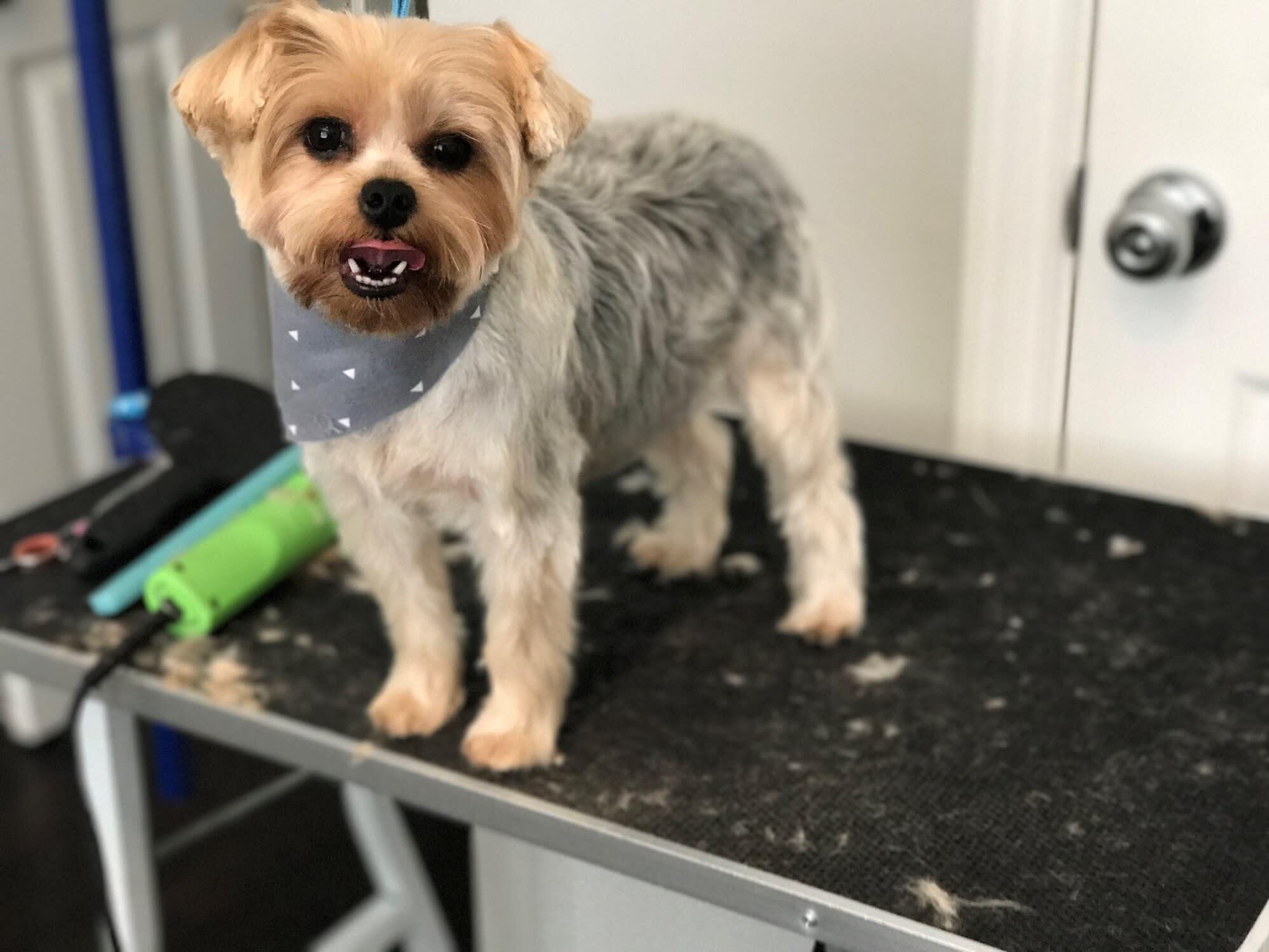 JazzyPaw In Home Grooming Frisco