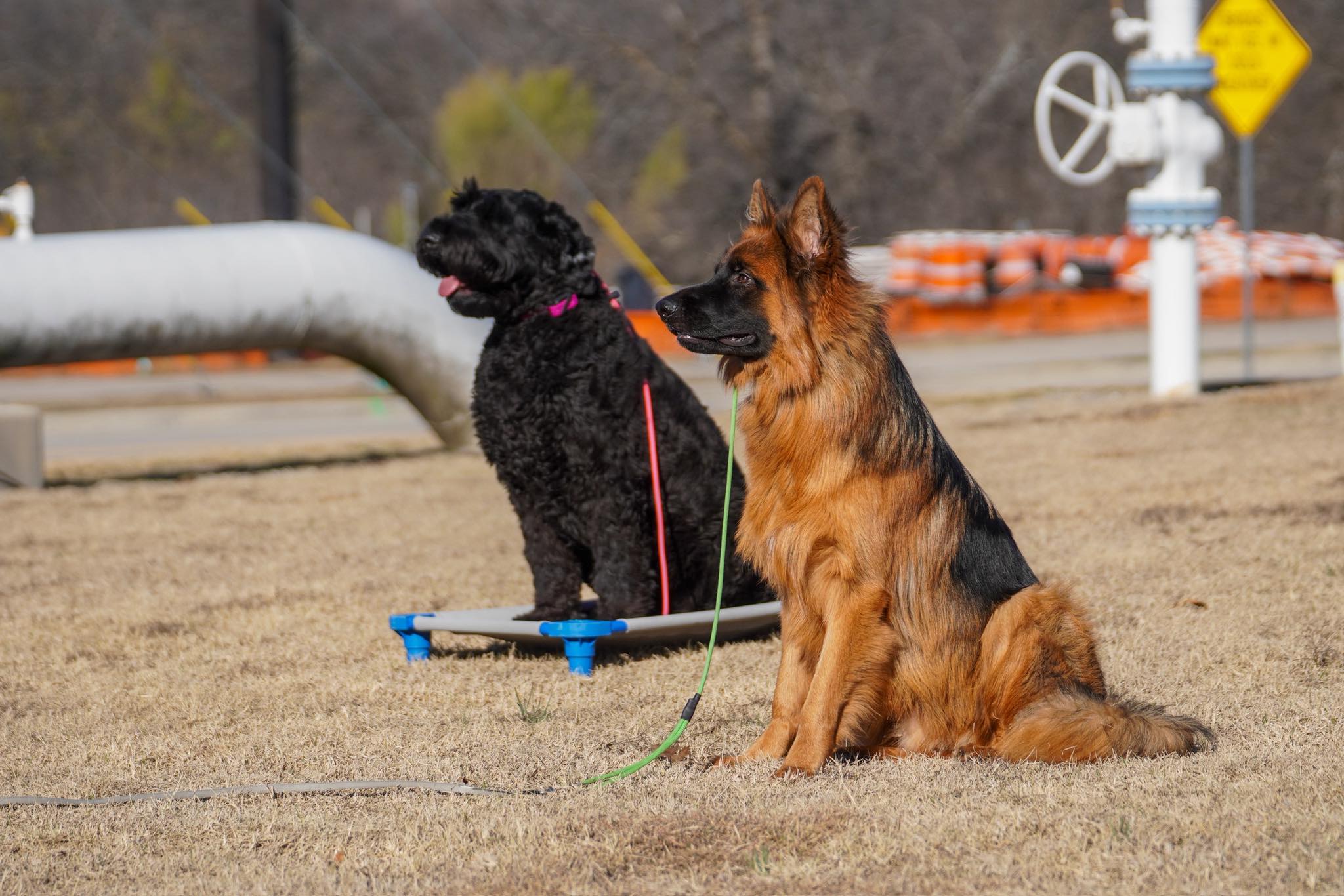 Dog Training Elite Frisco Frisco