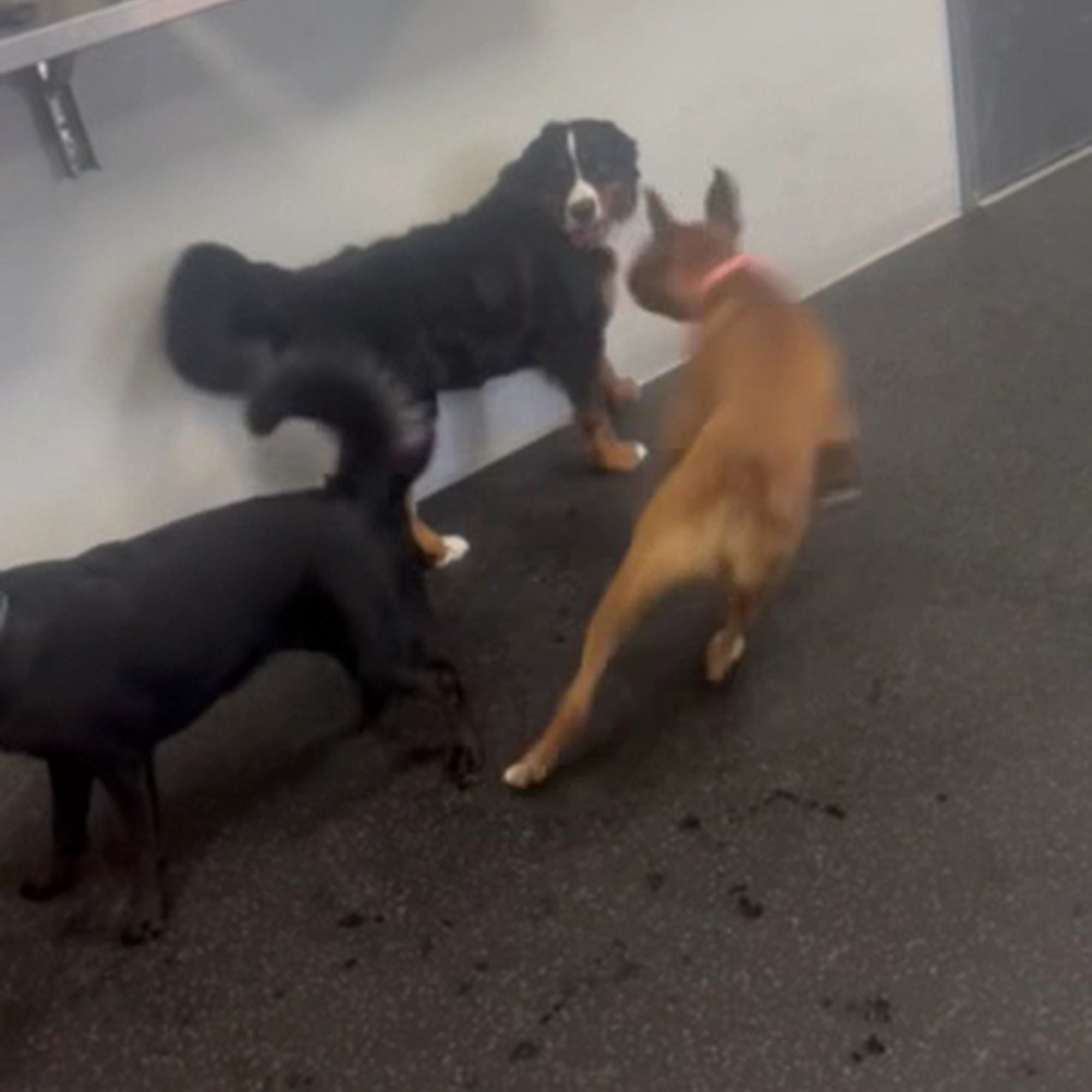 Dogtopia of Frisco-Preston Frisco