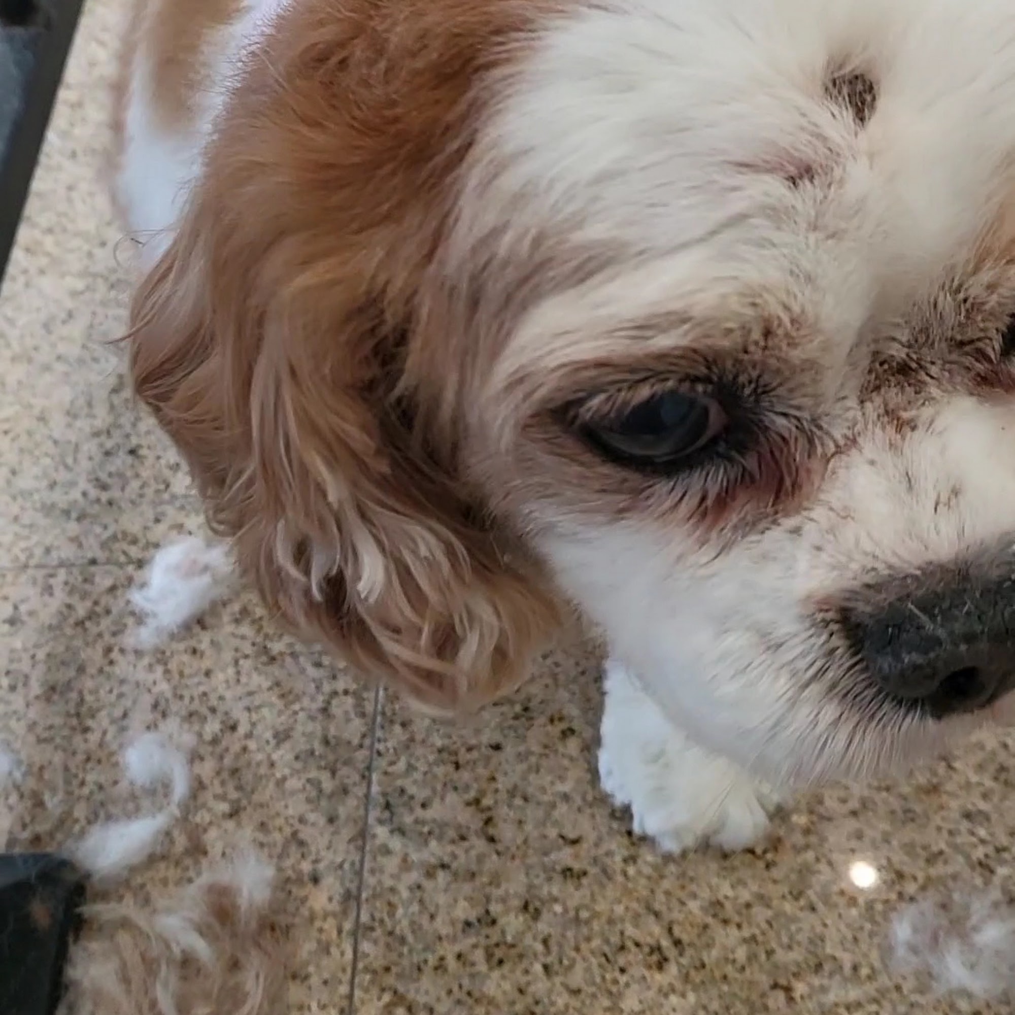 Stonebriar Grooming Frisco