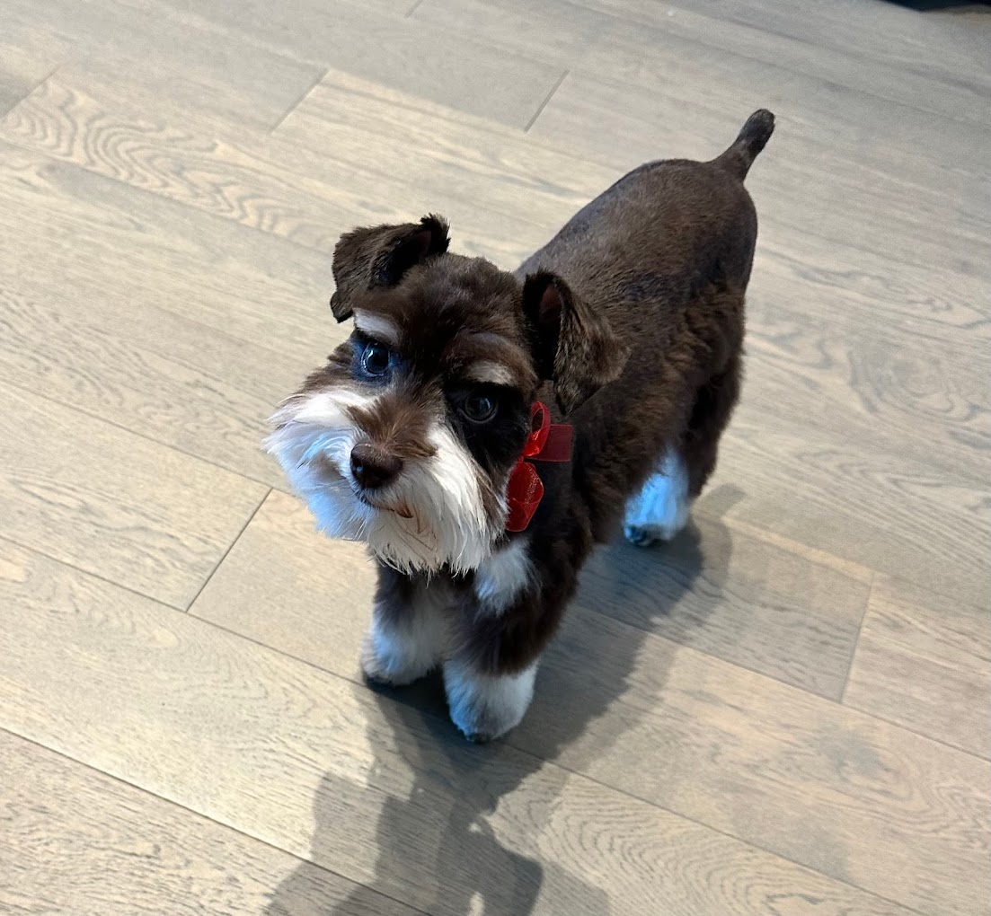 All Dogs Unleashed Dog Training Frisco