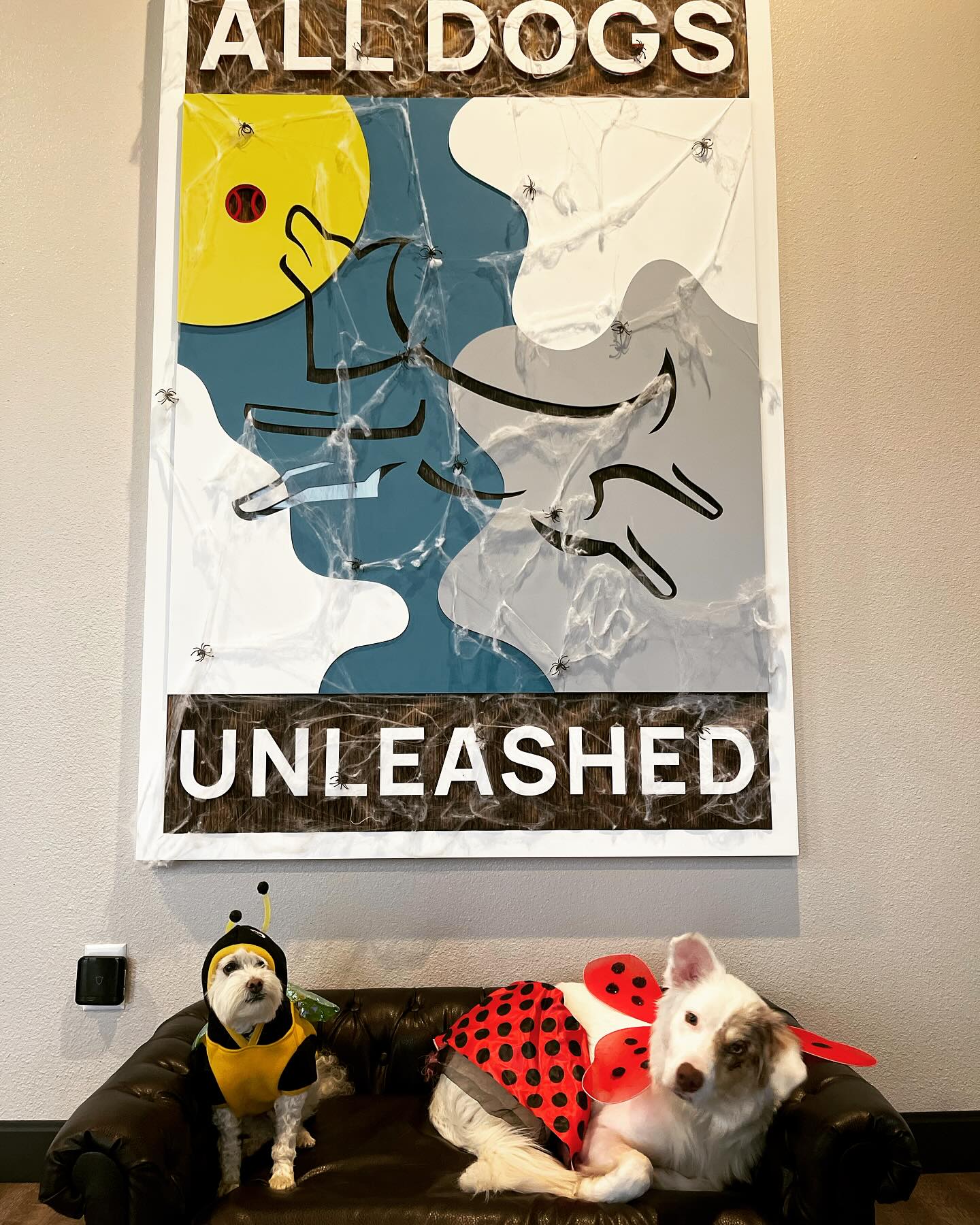 All Dogs Unleashed Dog Training Frisco