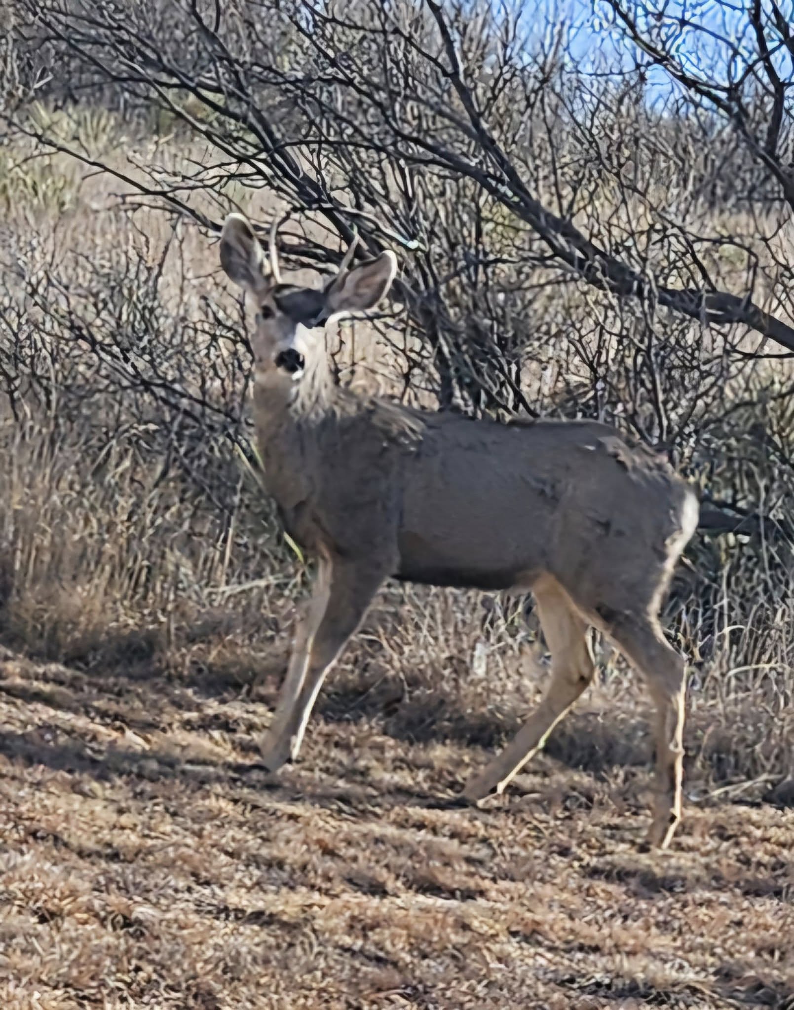 Therapeutic Massage by Reiven 186 Club Dr, Fritch Texas 79036