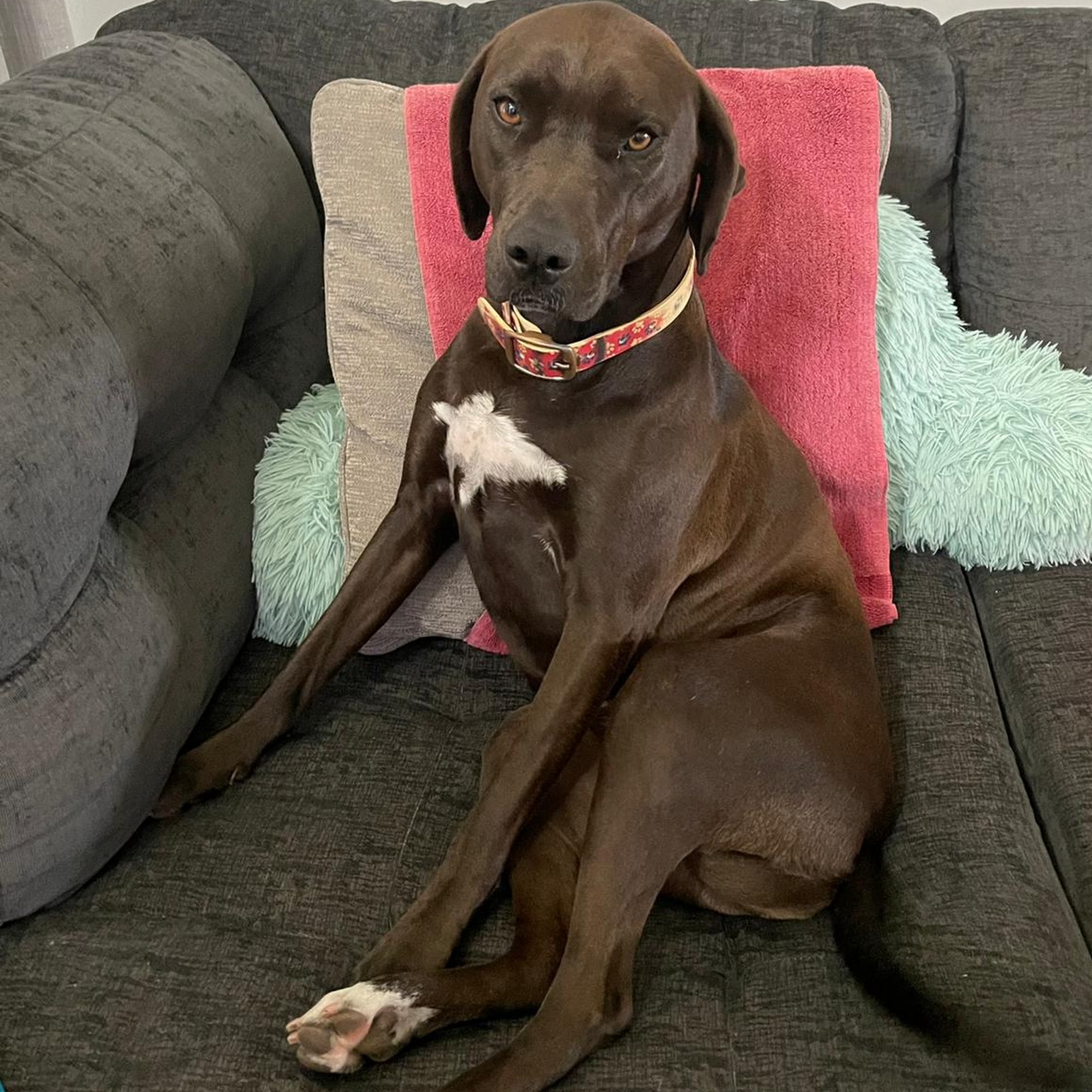 Fulshear Animal Hospital Fulshear