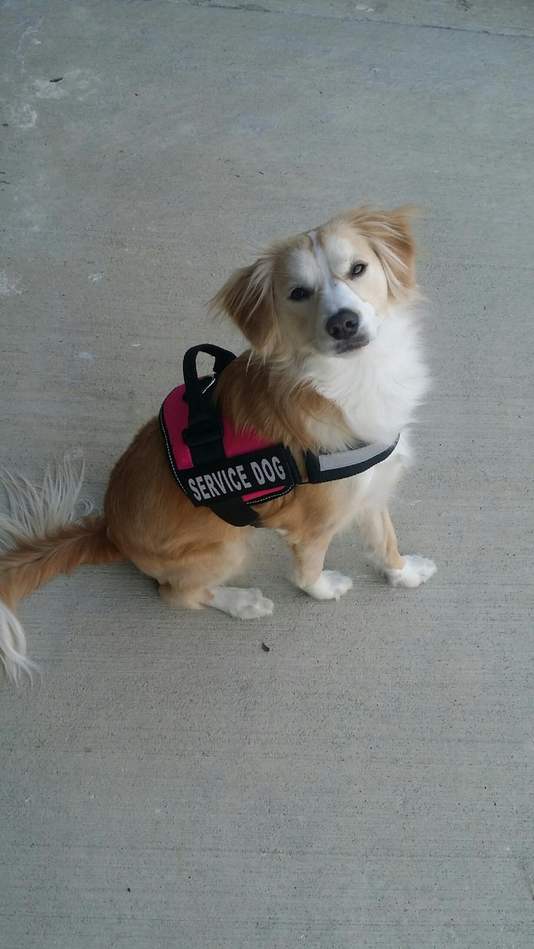 Mayday Dog Training Fulshear