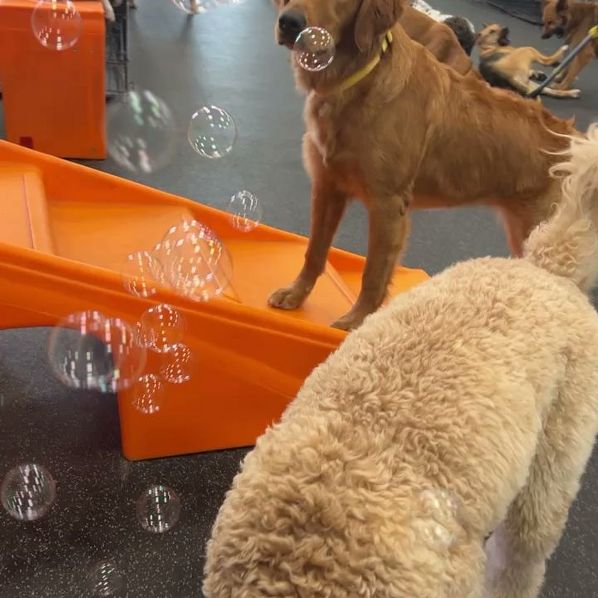 Dogtopia of Fulshear-Katy Fulshear