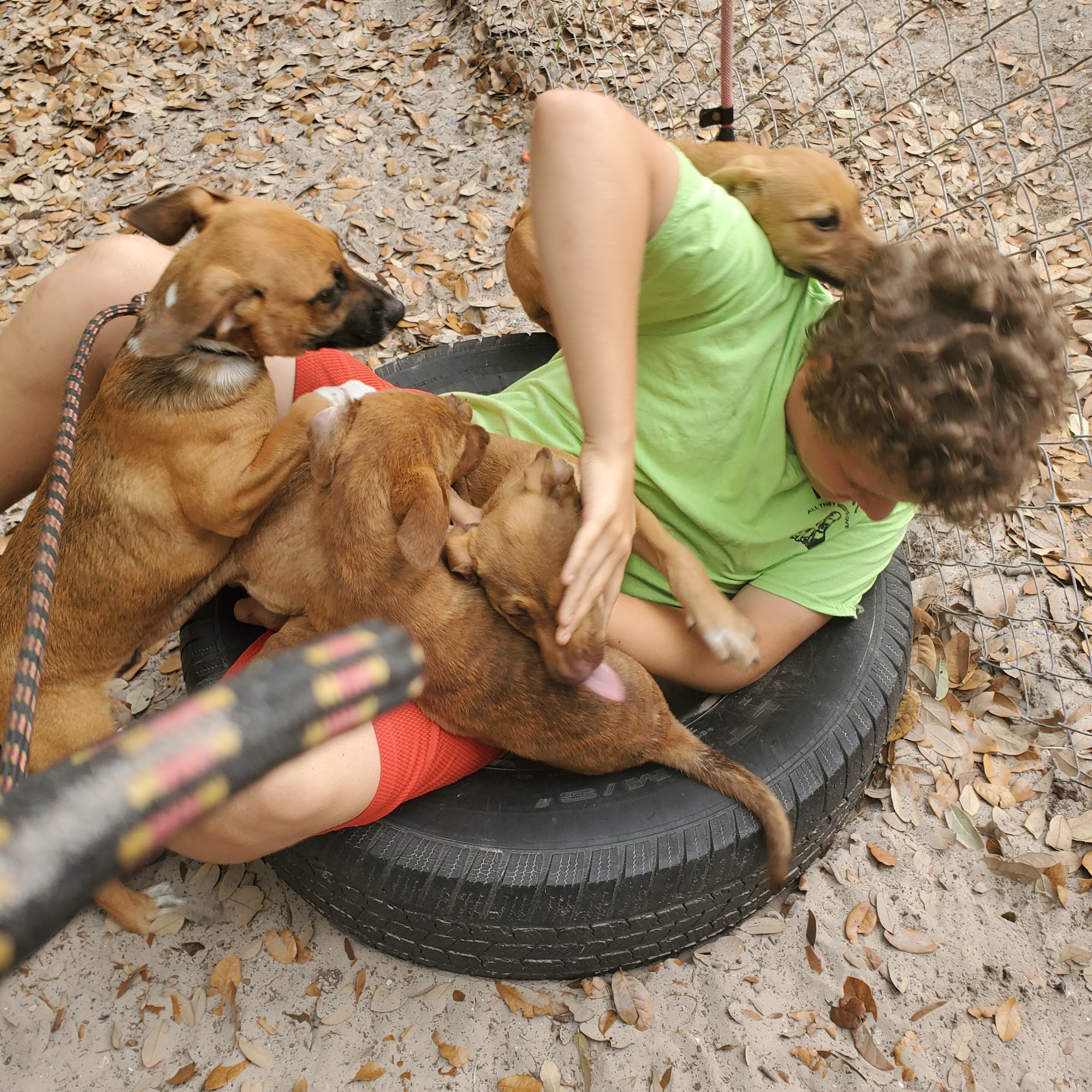 Humane Society and Adoption Center of Rockport/Fulton Fulton