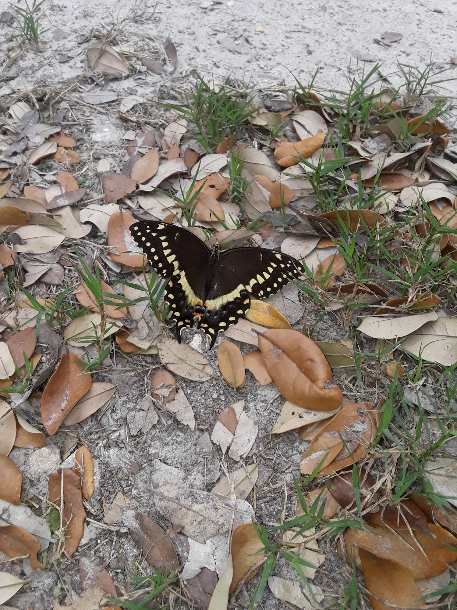 Humane Society and Adoption Center of Rockport/Fulton Fulton