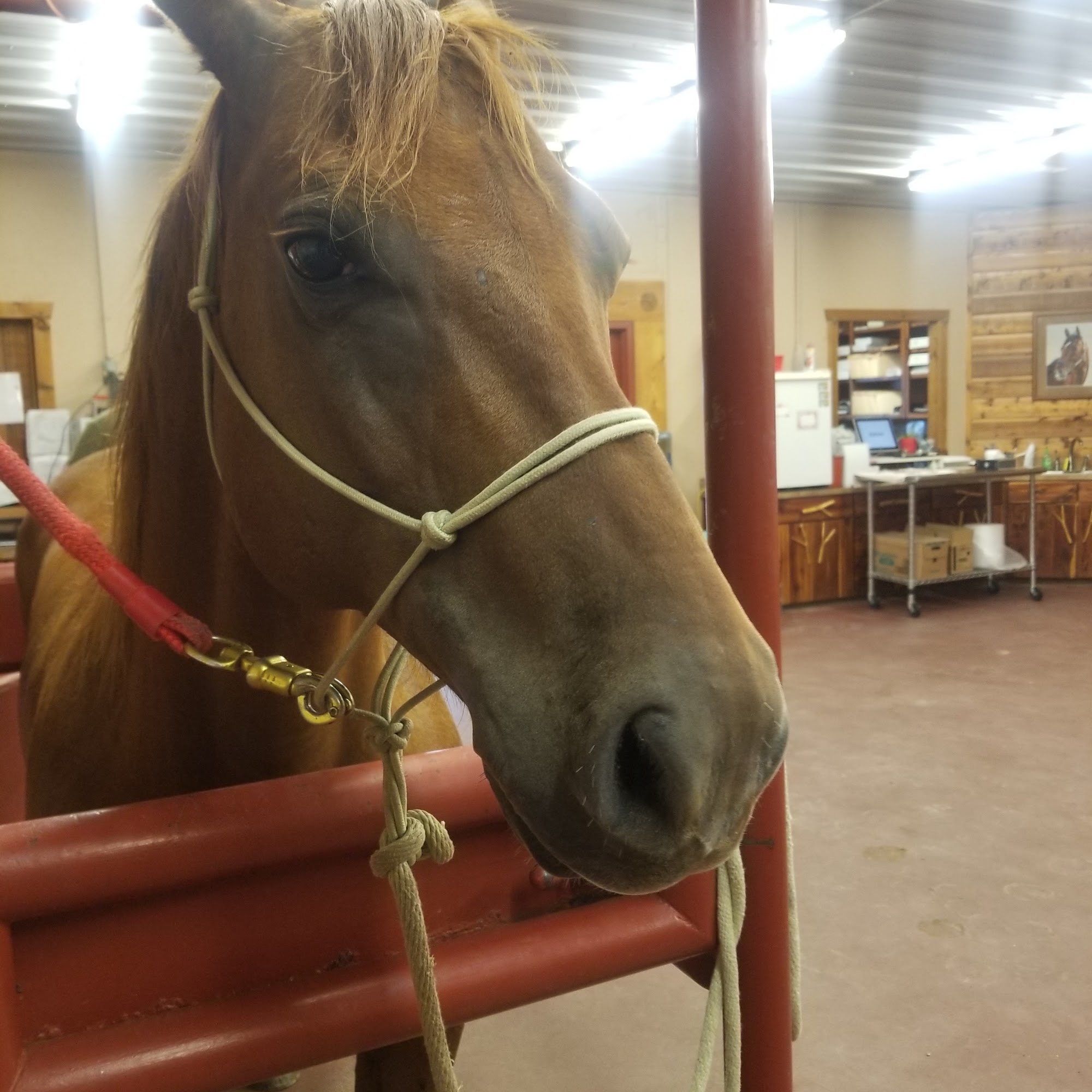 Independence Equine and Small Animal Clinic Gainesville