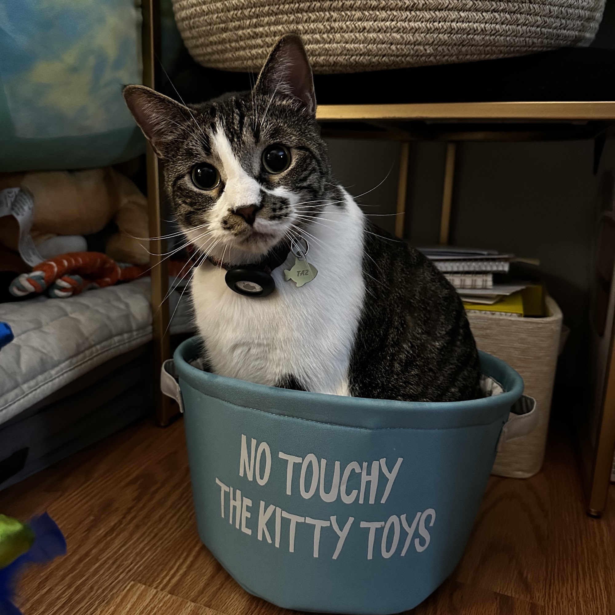 Refinery Road Veterinary Clinic Gainesville