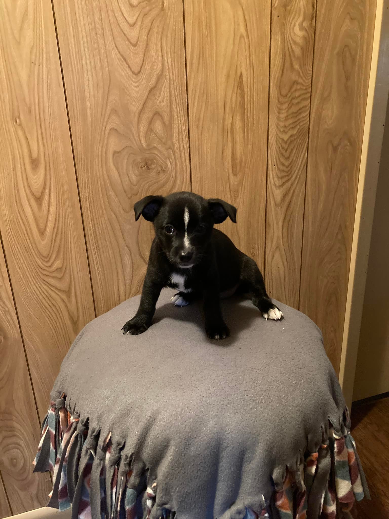 Snoopy's Spa Gainesville