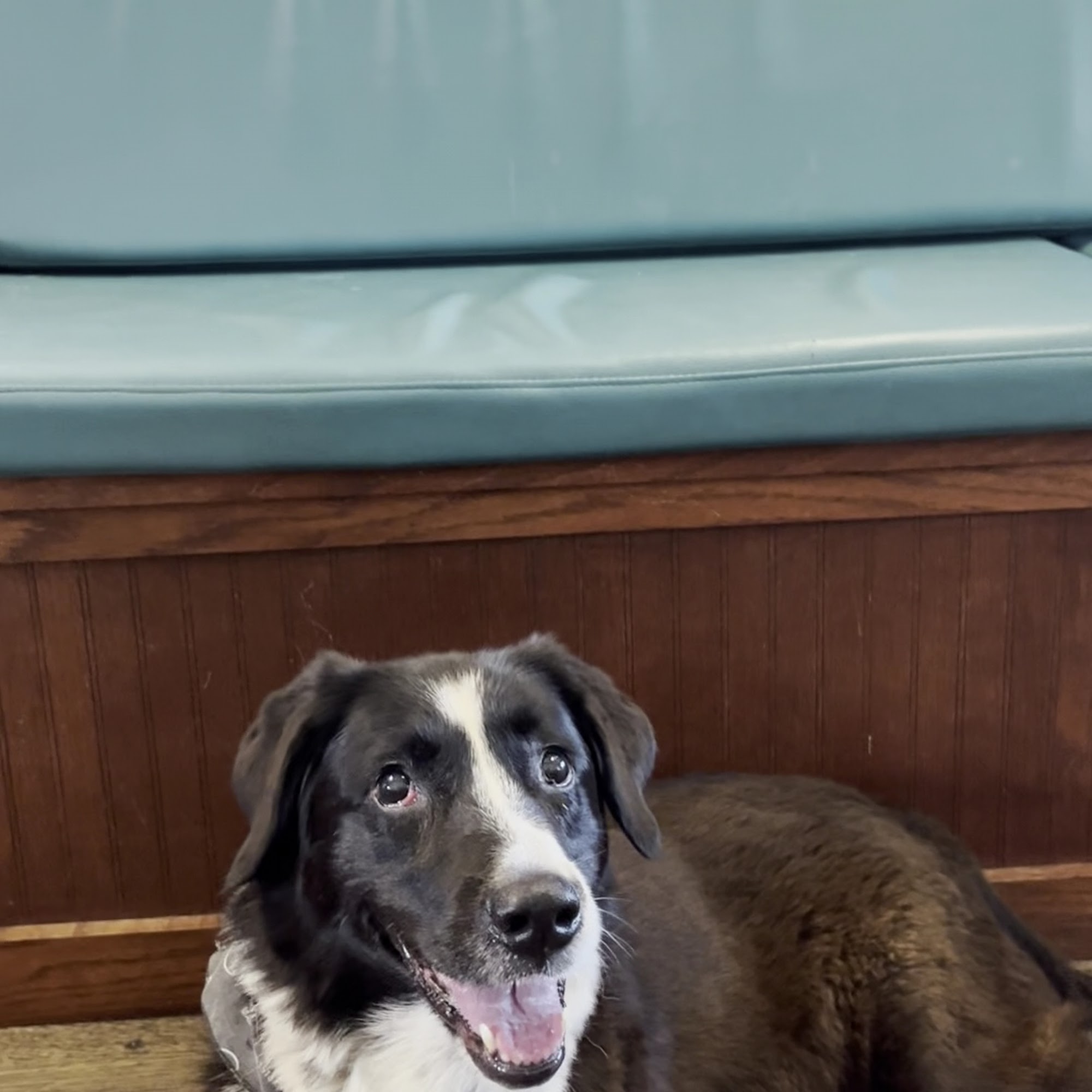 The Animal Clinic Galveston