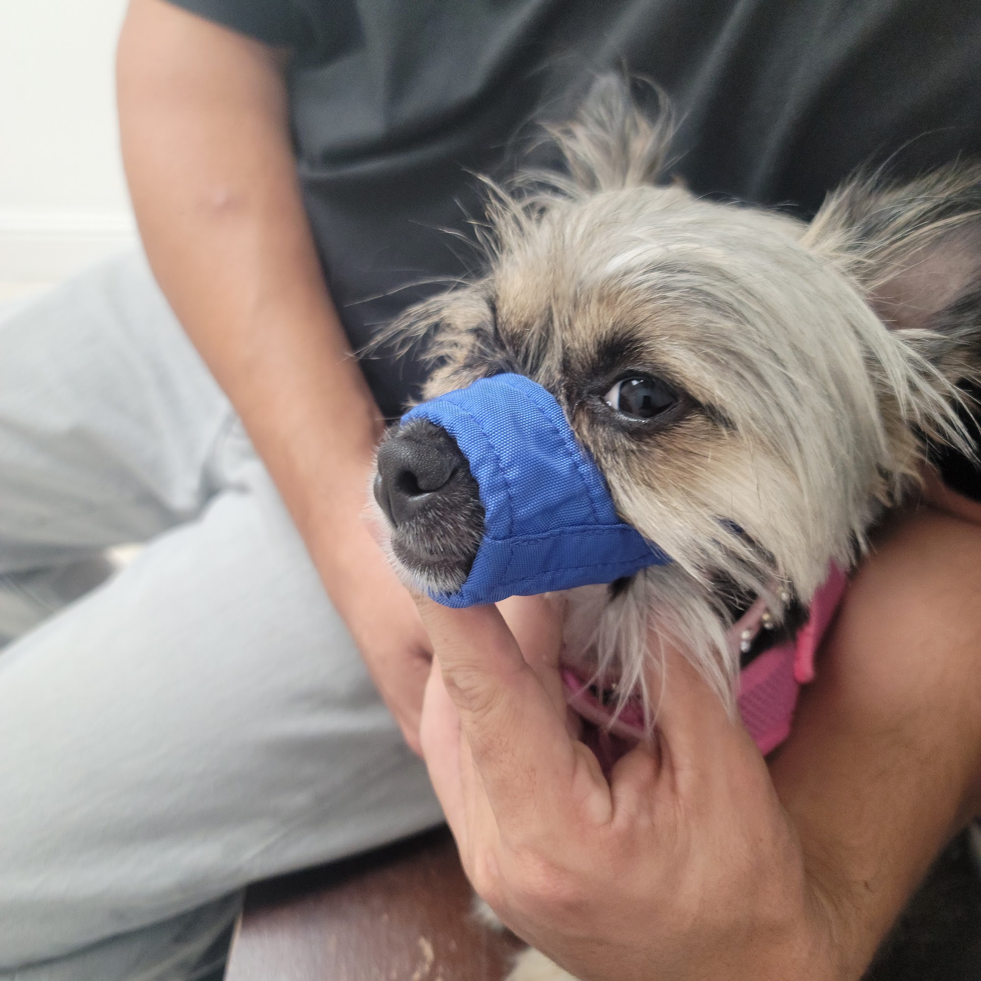 Centerville Road Animal Clinic Garland