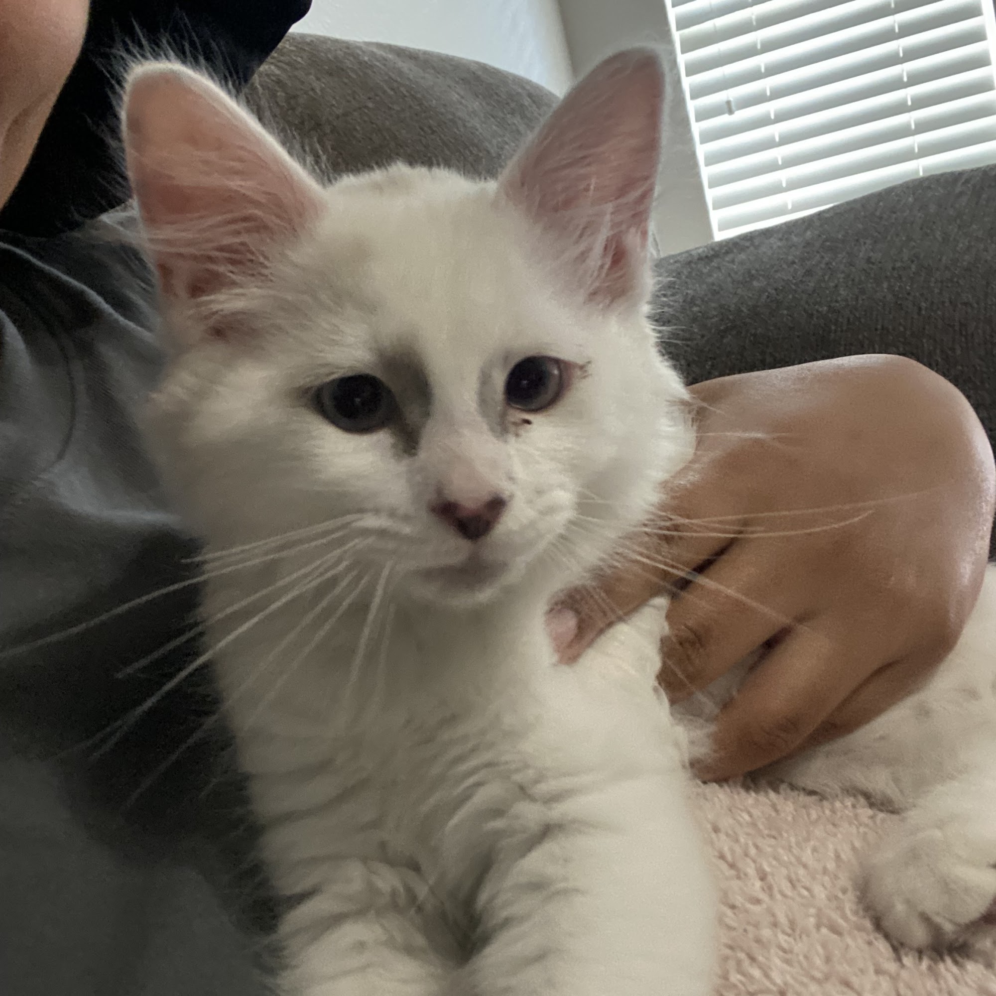 Mercy Animal Clinic Garland