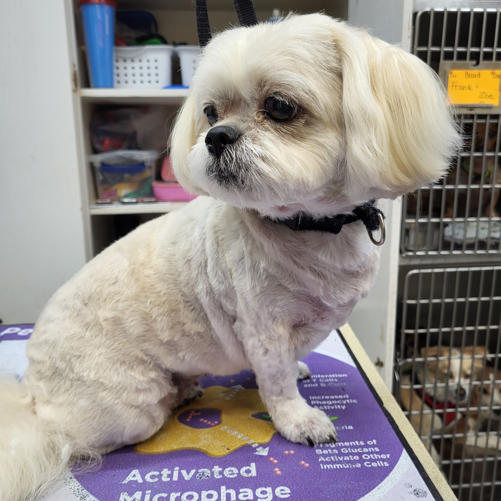 Kingsbridge Animal Clinic Garland