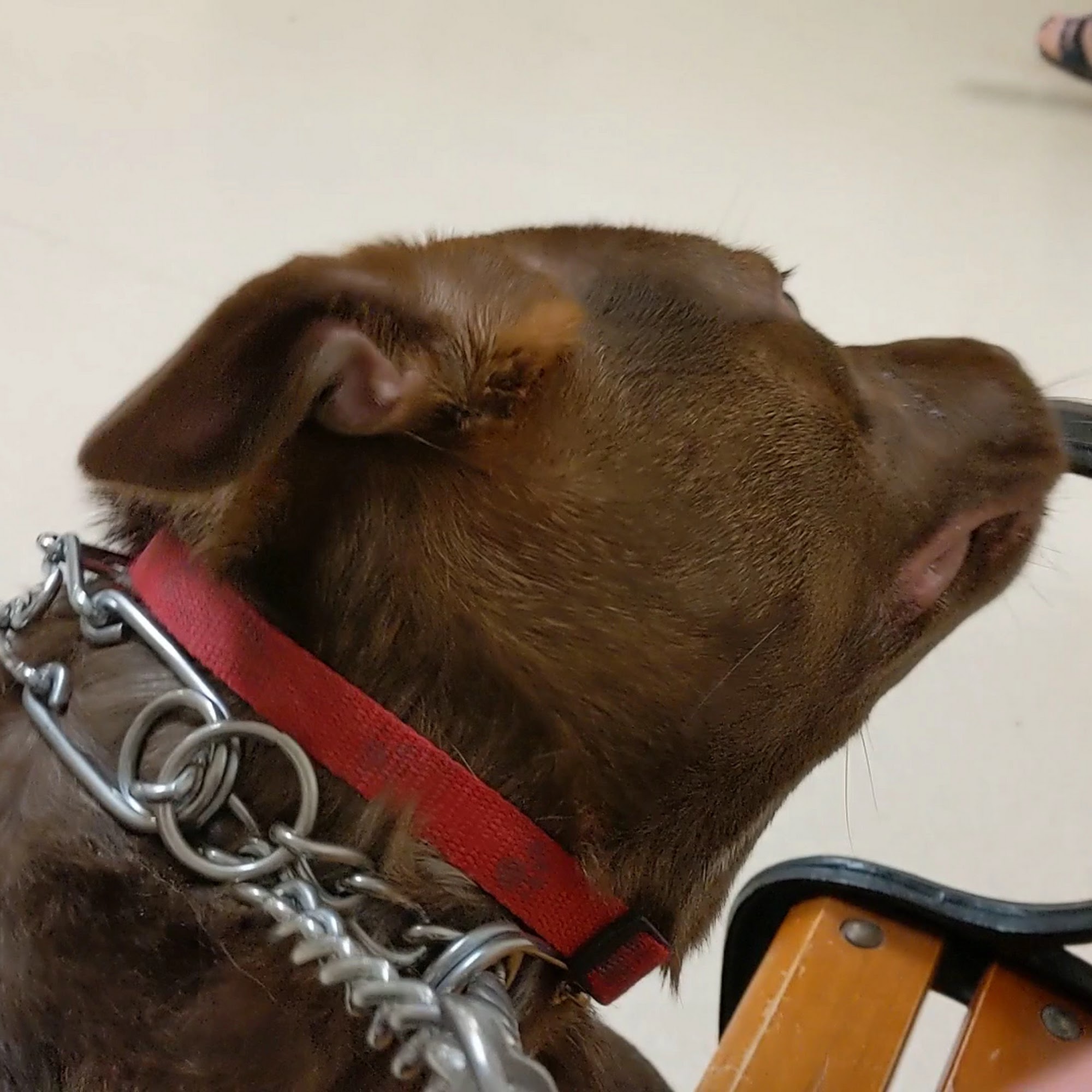 Club Hill Animal Clinic Garland