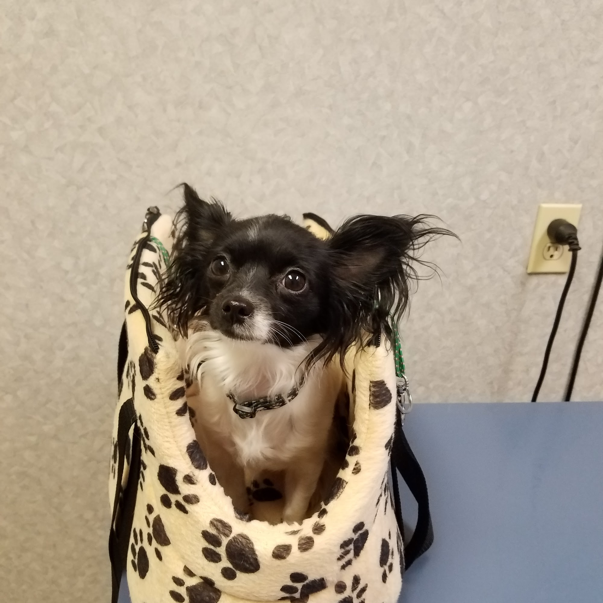 Country Brook Animal Hospital Garland