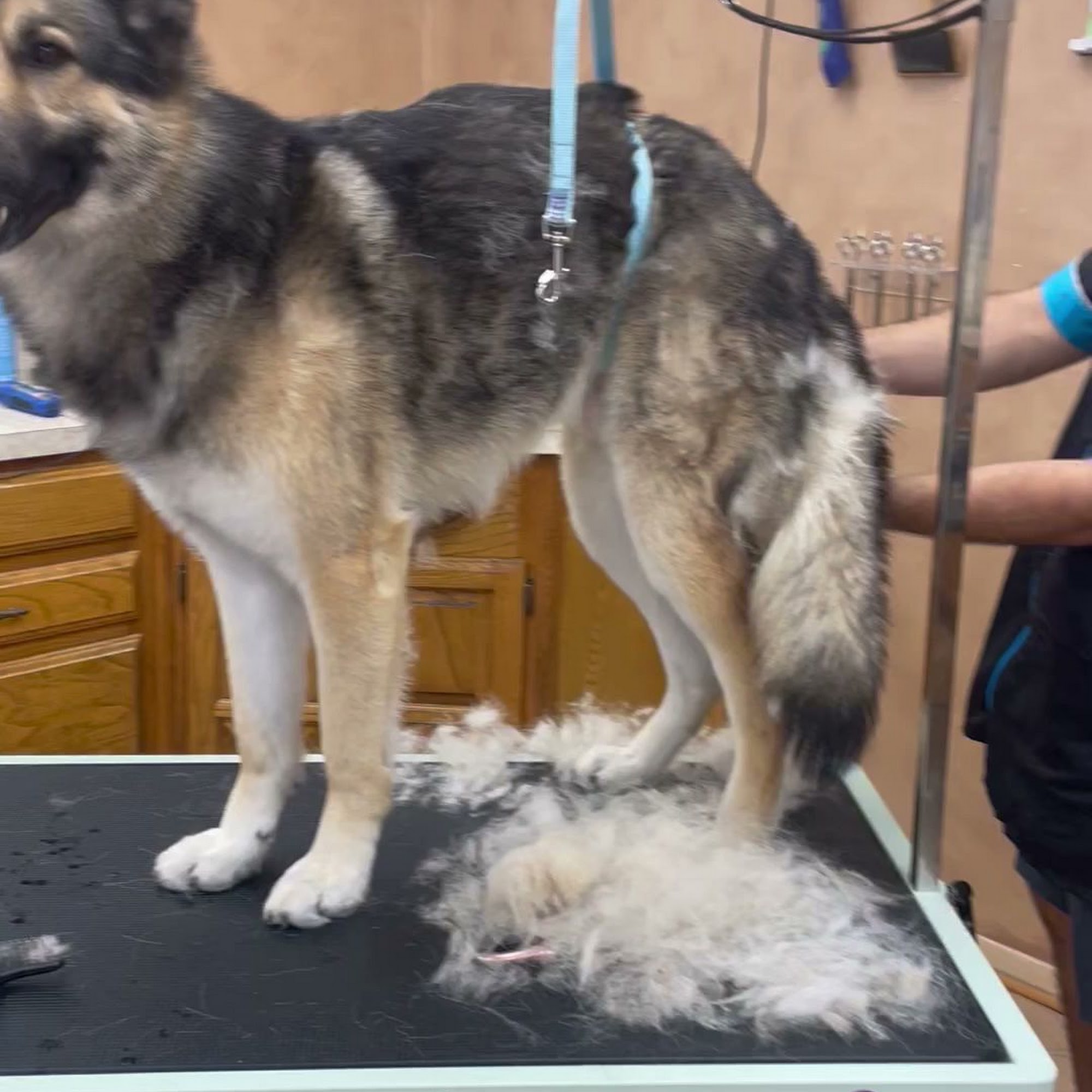 Dfw pet love spa Pet grooming Garland