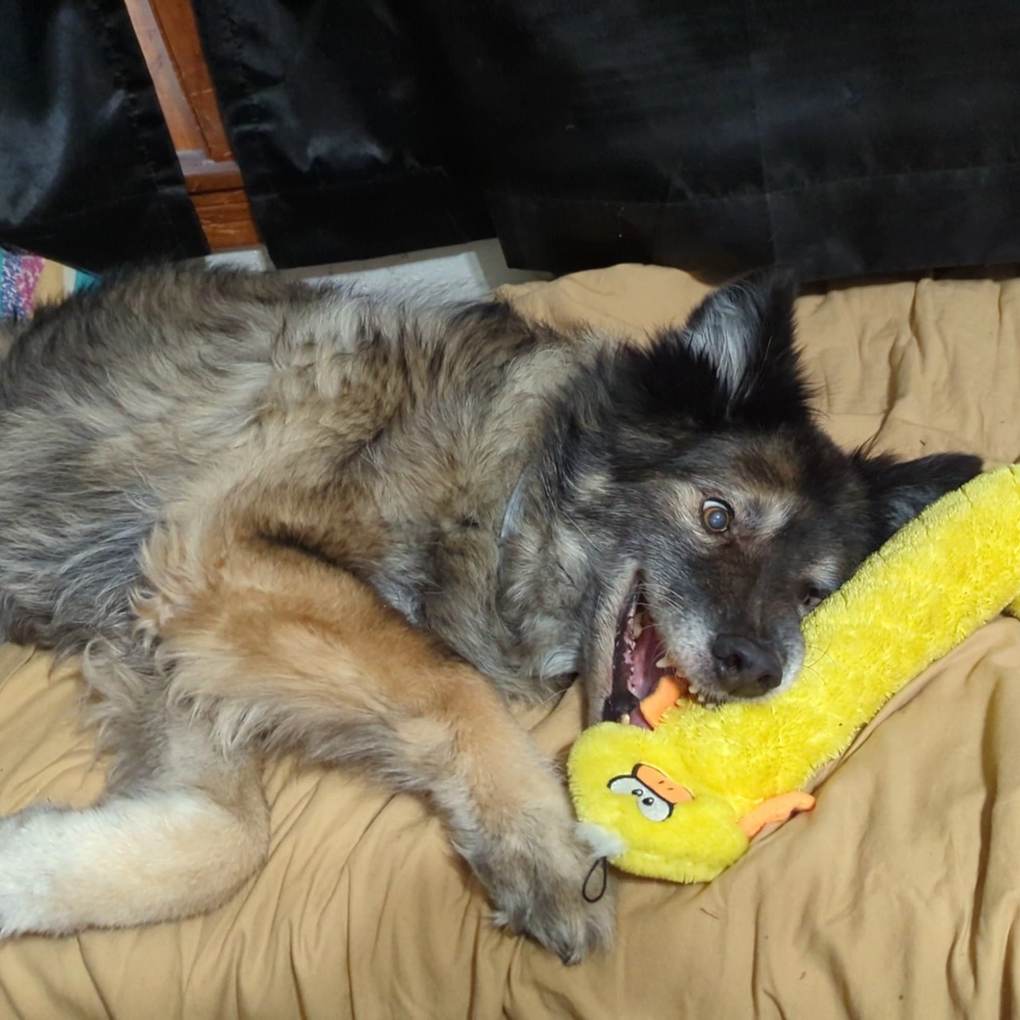 Coryell Veterinary Clinic Gatesville