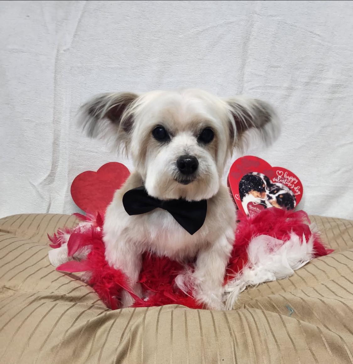 THE BOUTIQUE Grooming & Boarding Gatesville