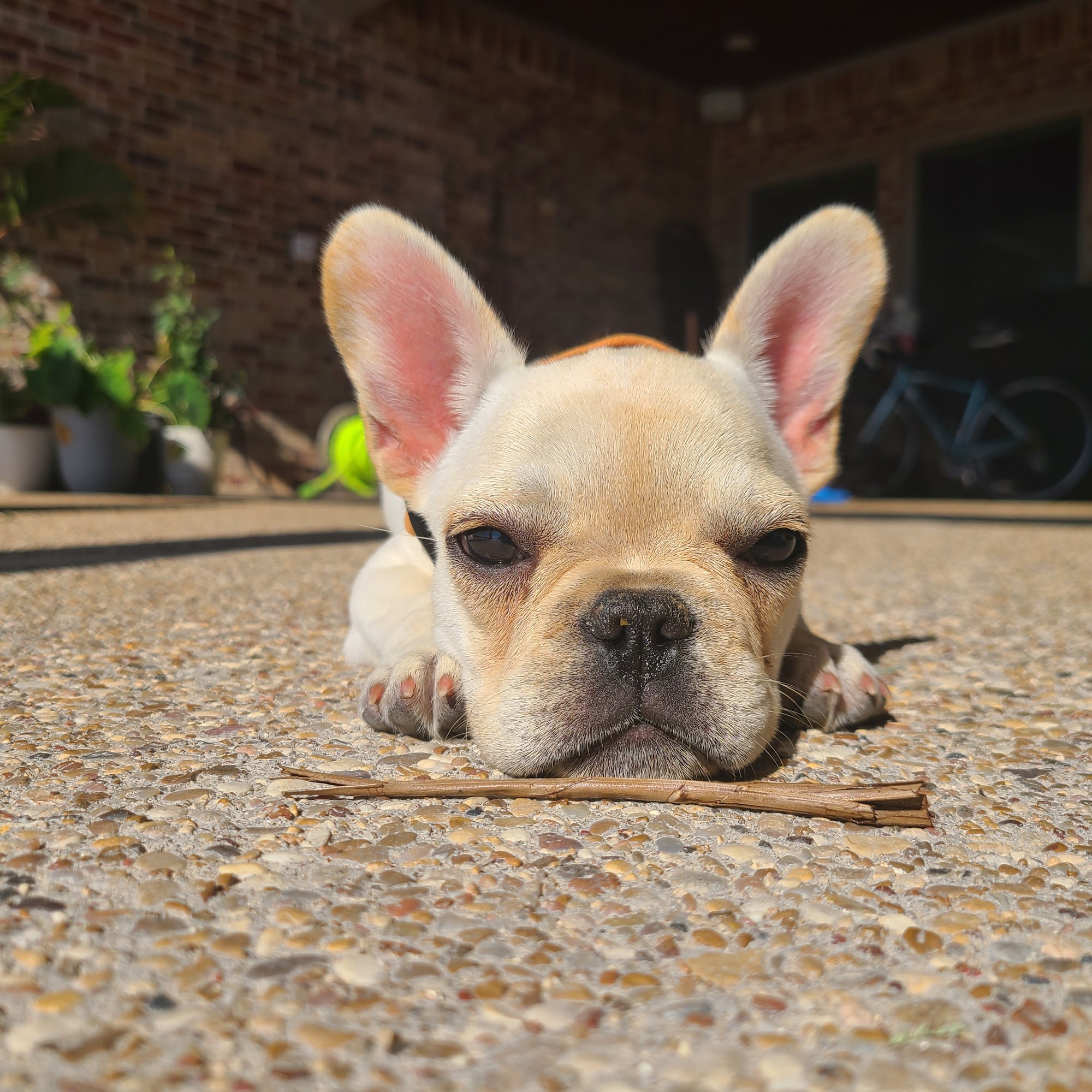 Betty's Clip & Dip Gatesville