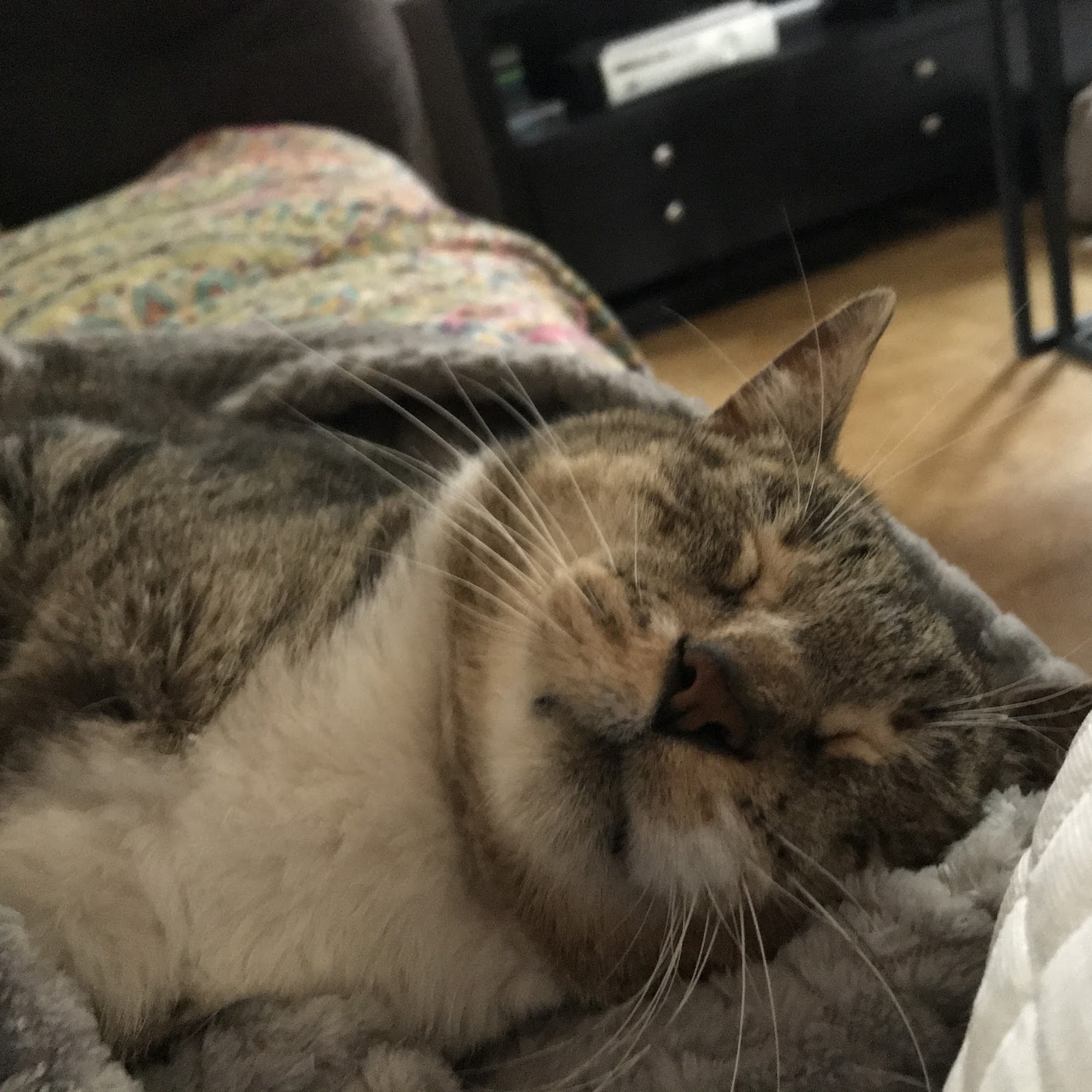 Northwest Pet Hospital Georgetown