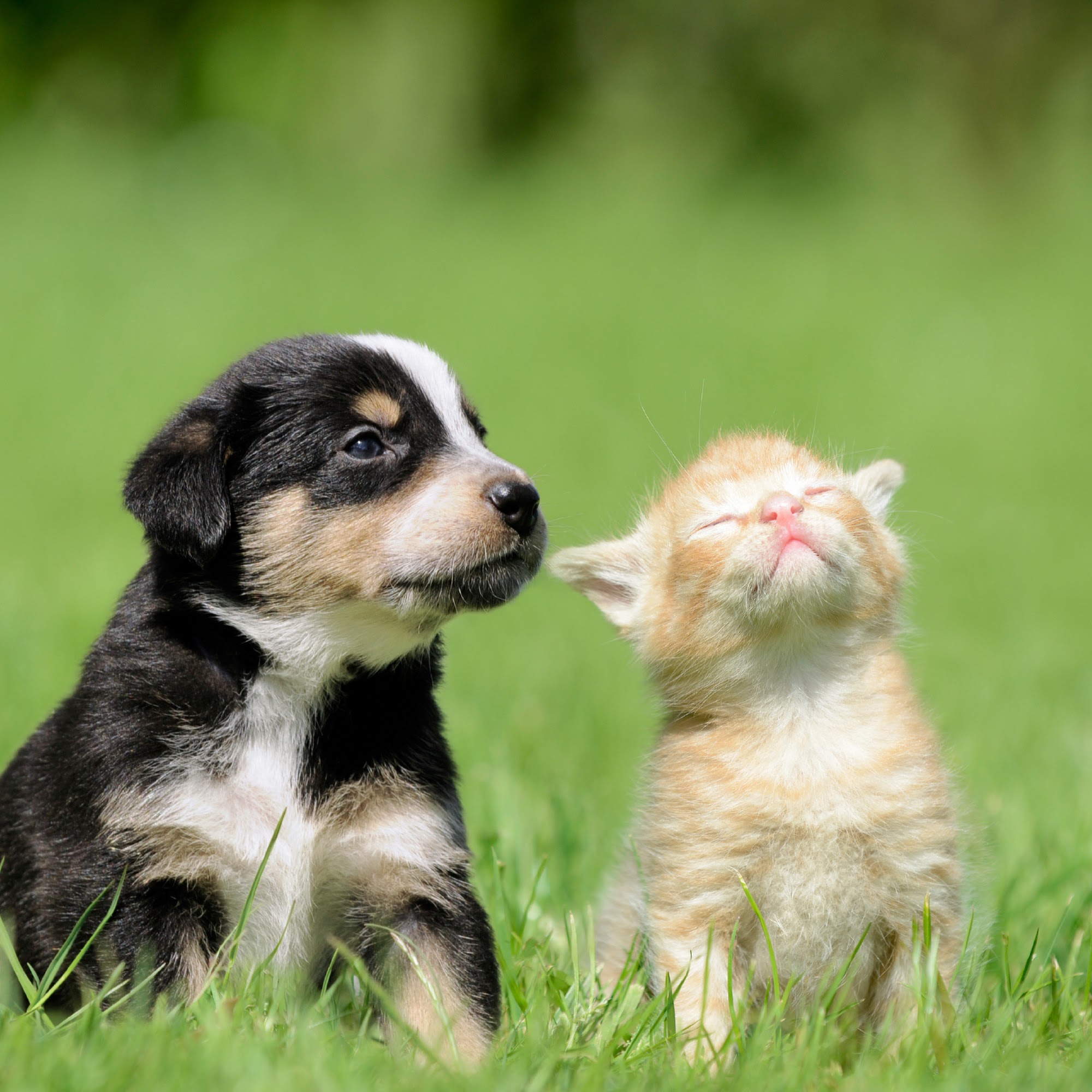 Animal Hospital of Georgetown Georgetown