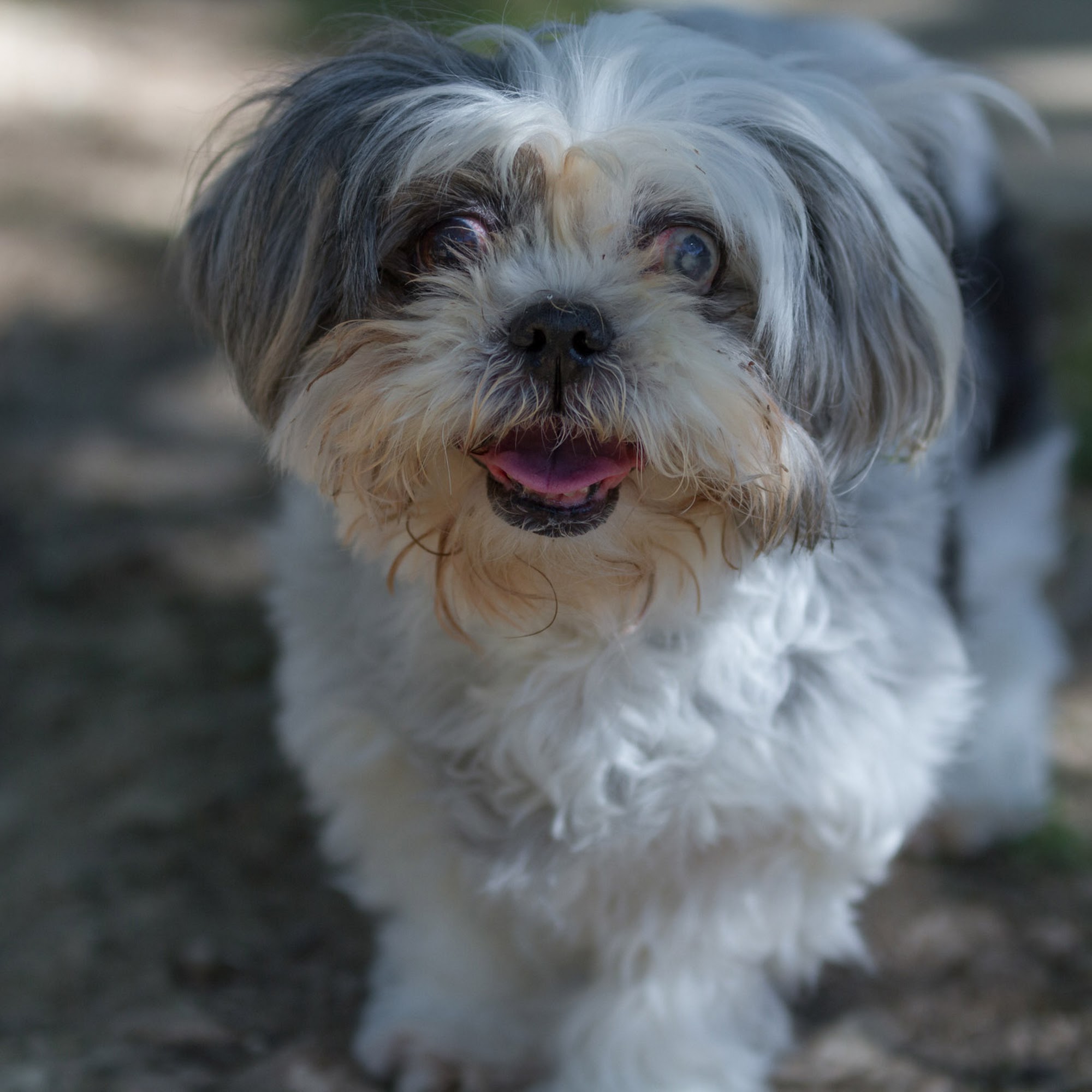 Zoot Pet Hospital and Luxury Boarding Georgetown