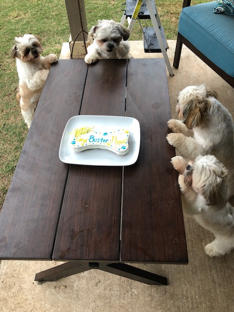 Tail Waggins Dog Bakery Georgetown