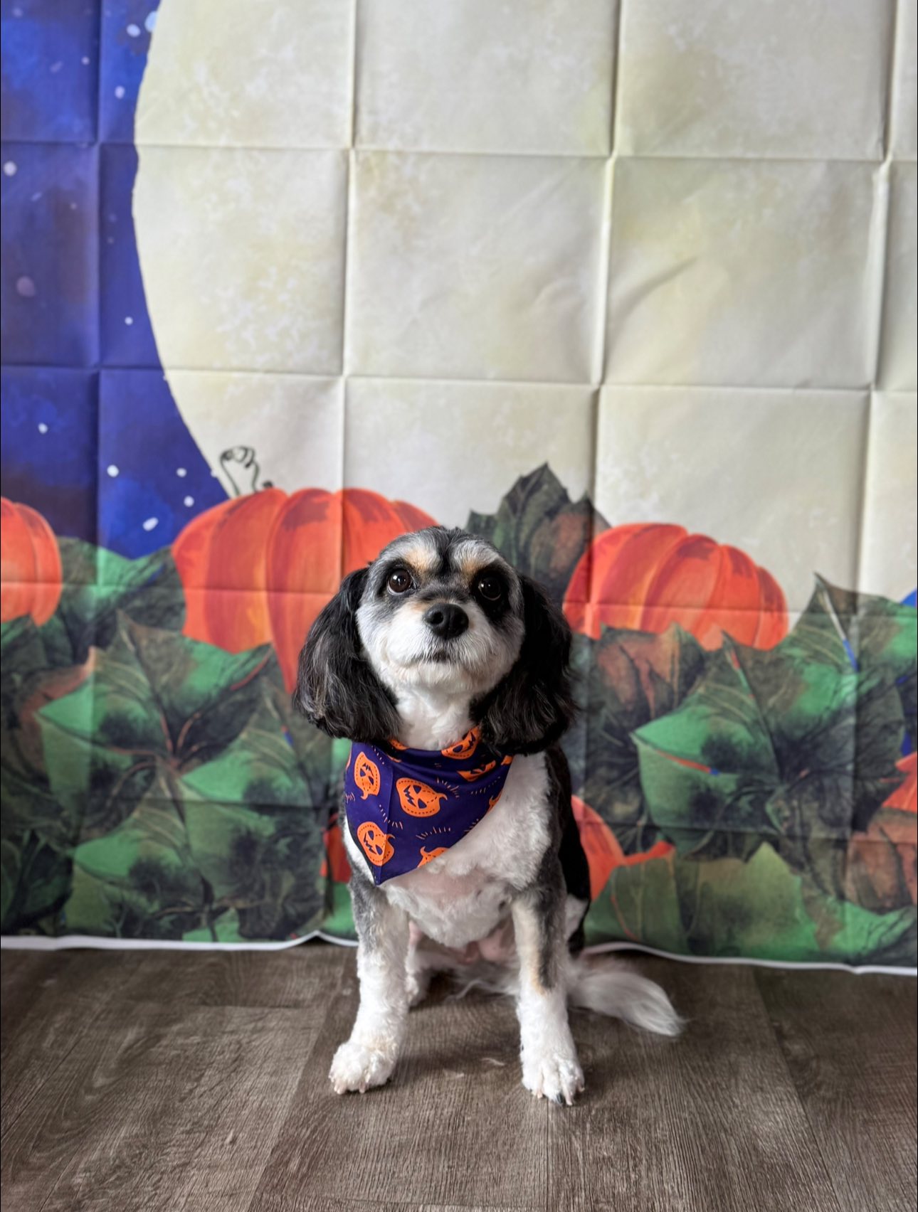 Mutz & Kutz Grooming Georgetown