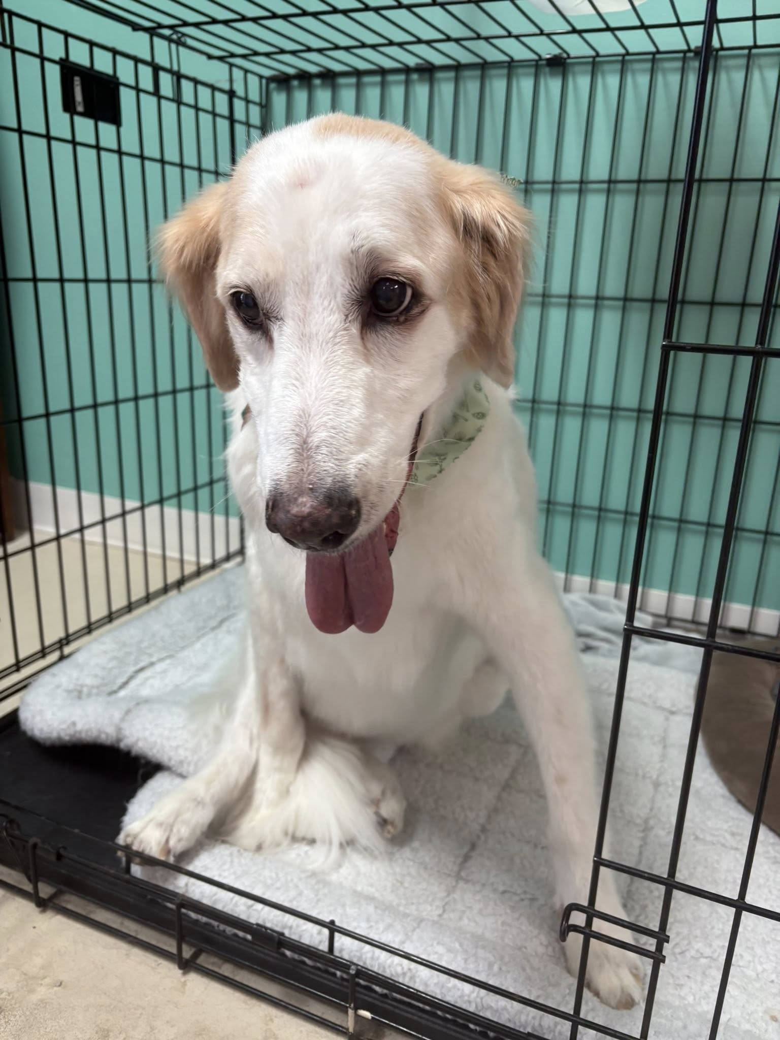 Lady In Pink Grooming Georgetown