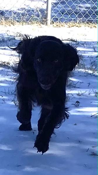 Happy Trails Kennels & Grooming Georgetown