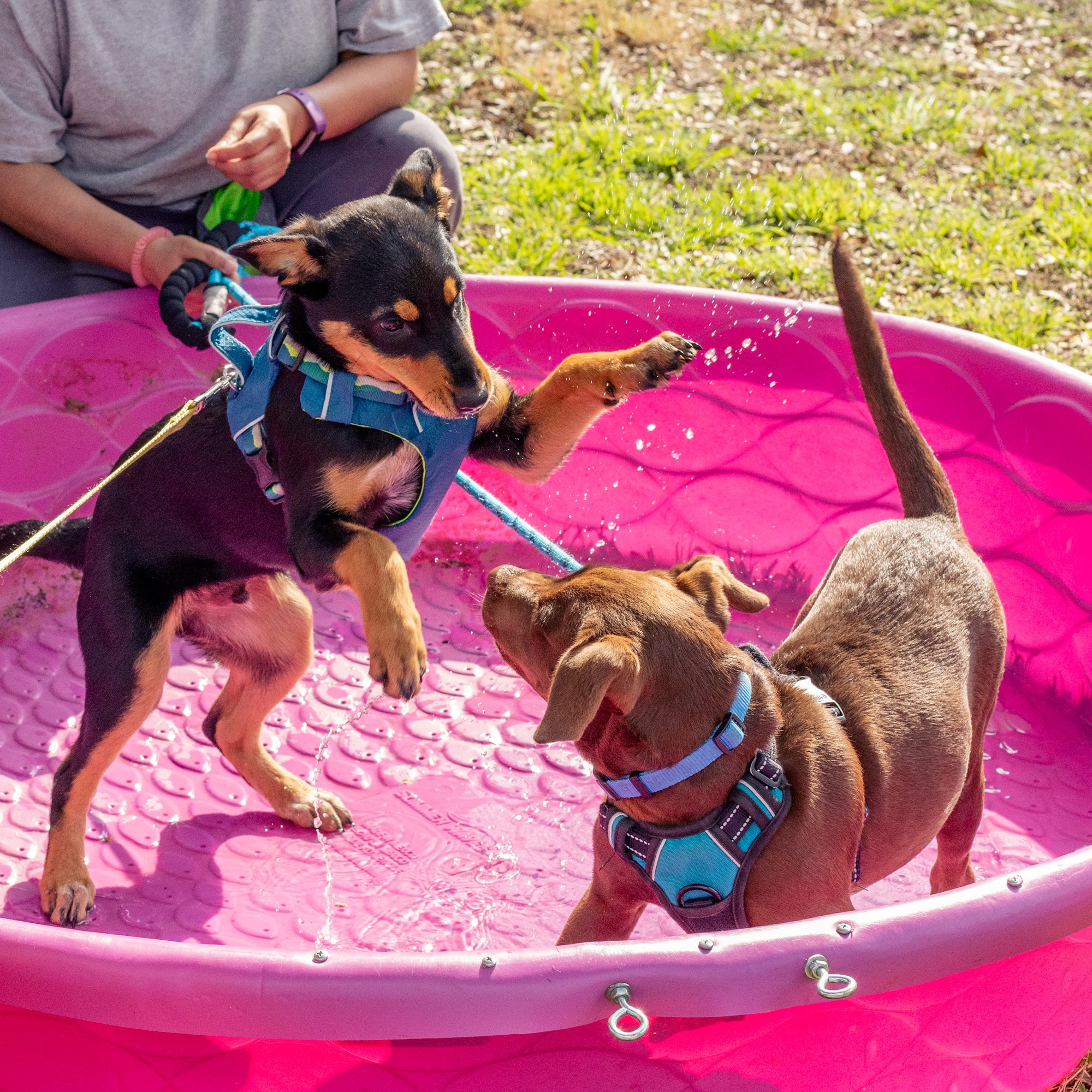 The Social Pup Georgetown