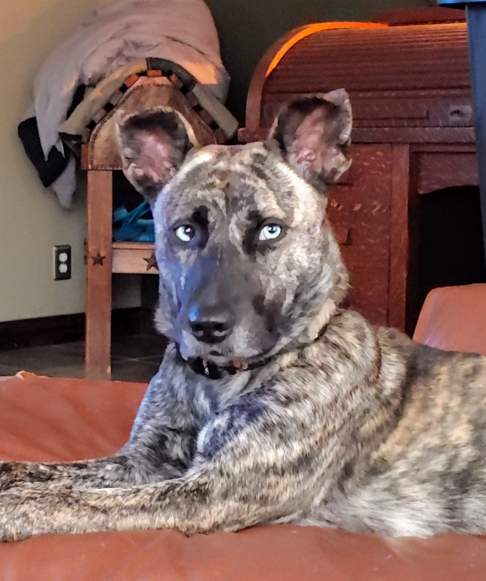 Home Away From Home Pet Care, llc Georgetown