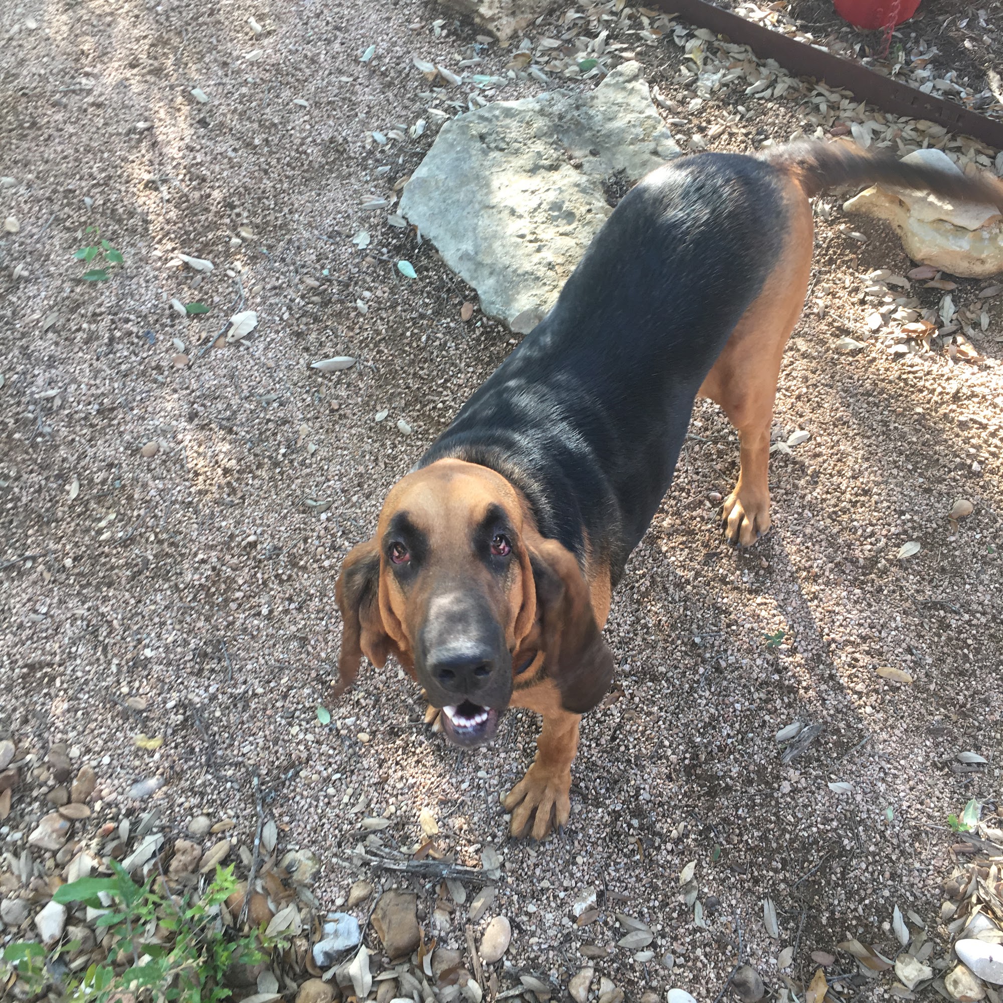 Patriot Pet Services Georgetown