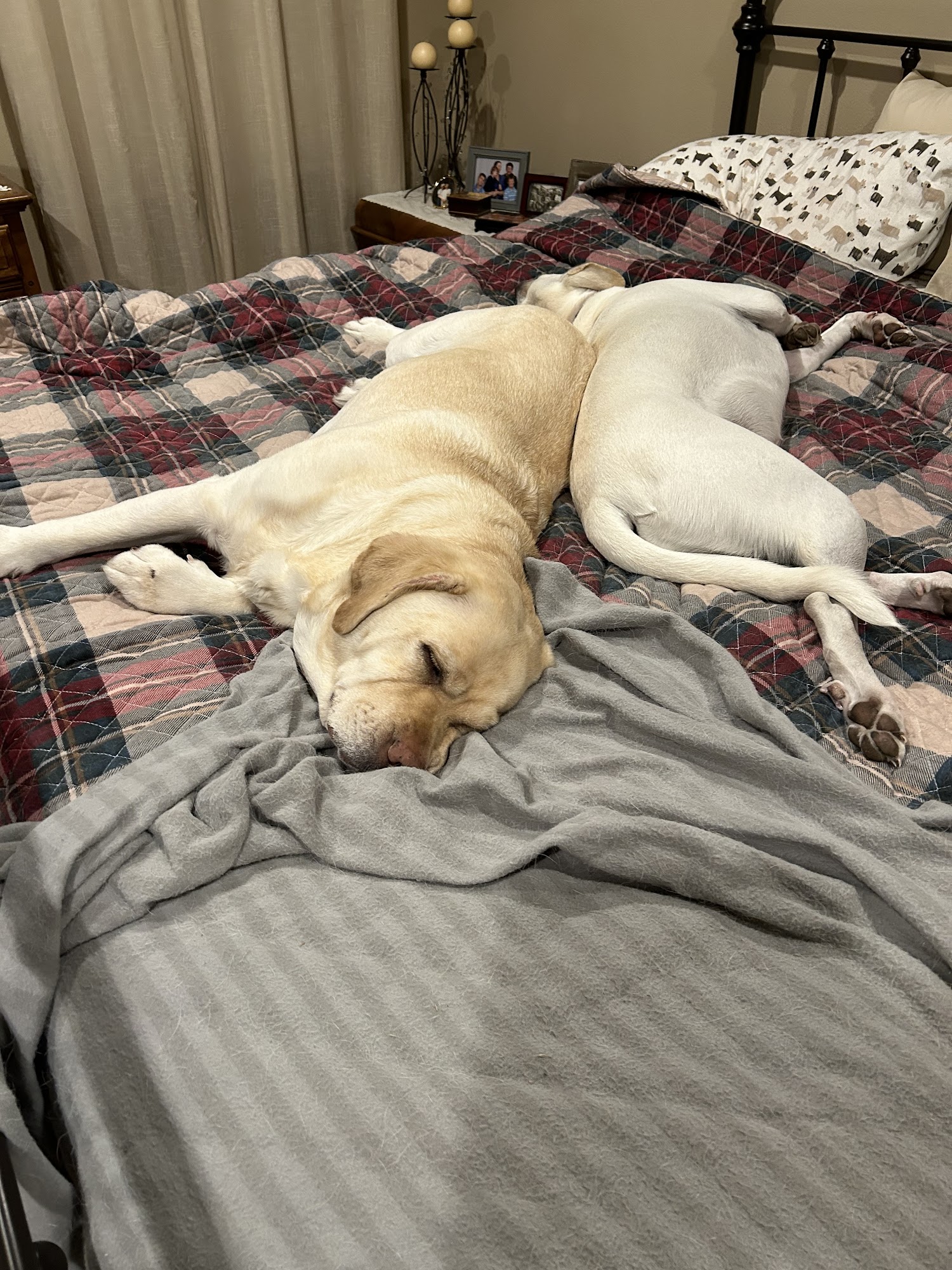 Woof Gang Bakery & Grooming Georgetown Georgetown