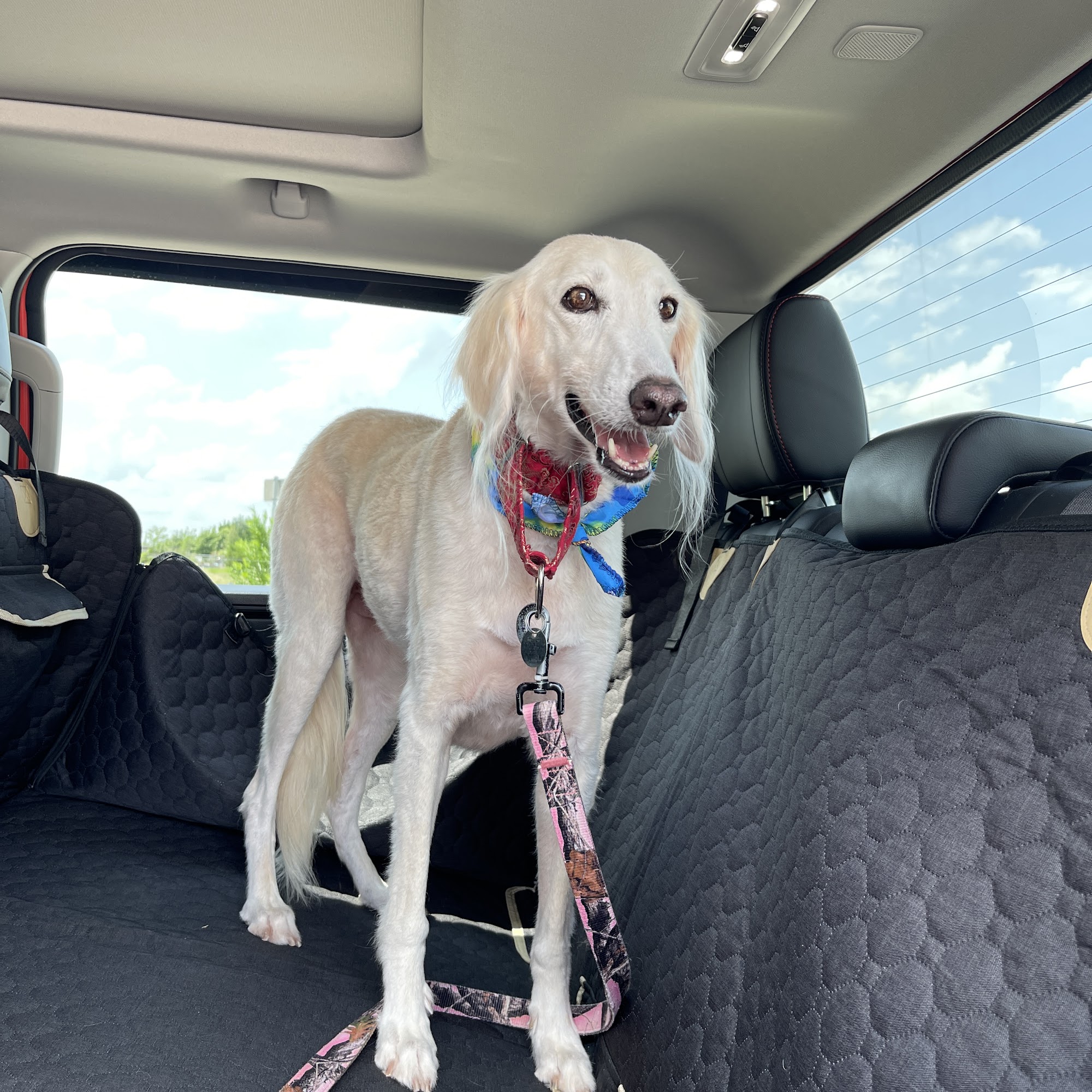 Woof Gang Bakery & Grooming Georgetown Georgetown