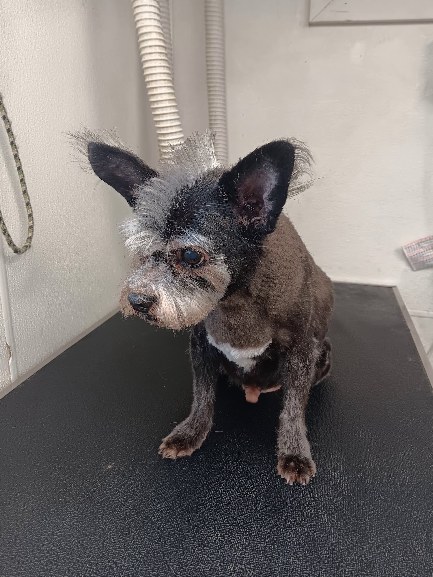 Alamo Pet Spa Georgetown