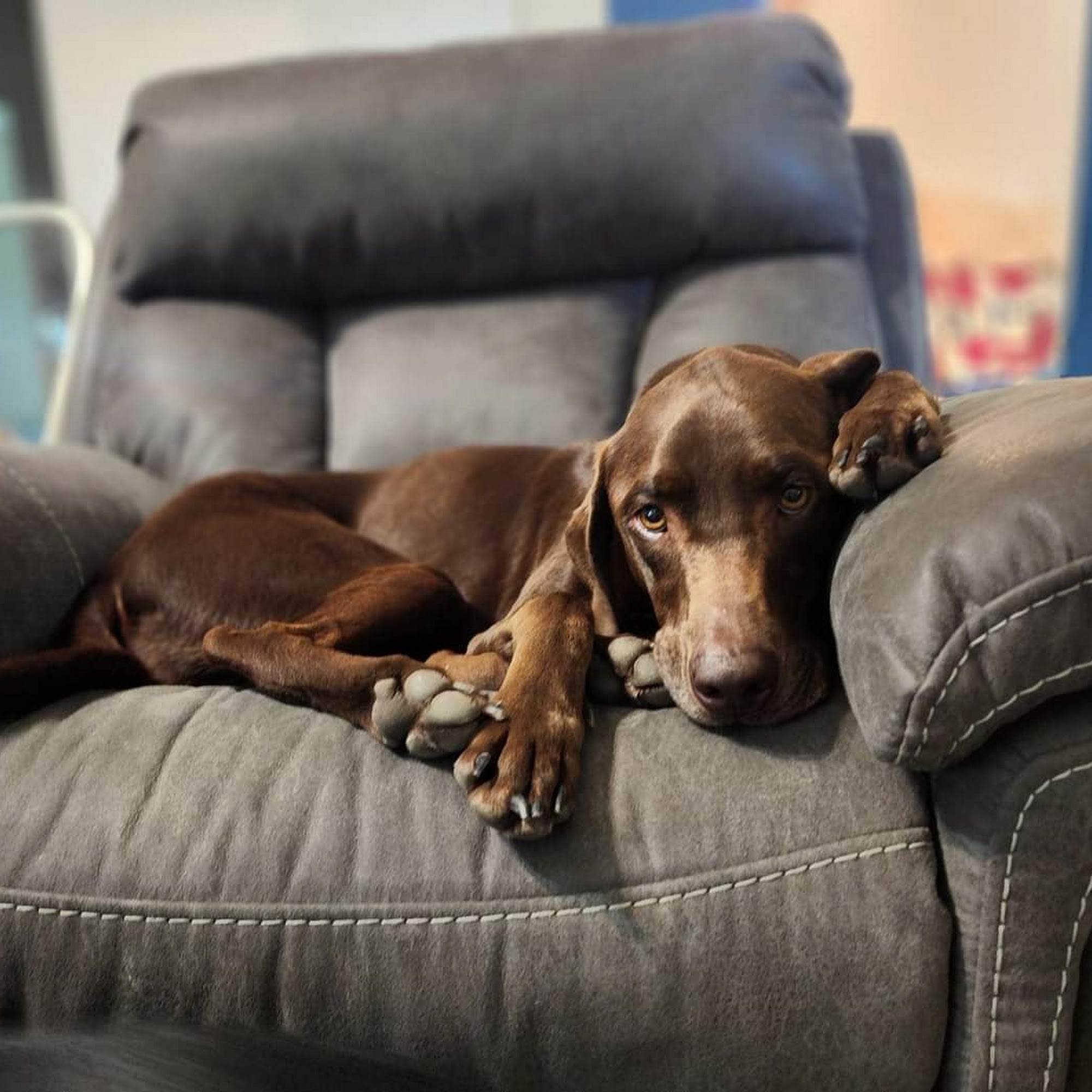 Texas Star Animal Hospital Giddings