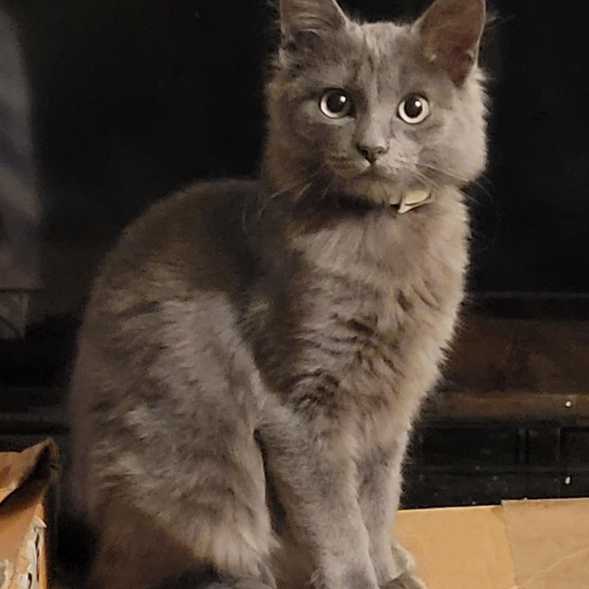 Giddings Veterinary Clinic Giddings