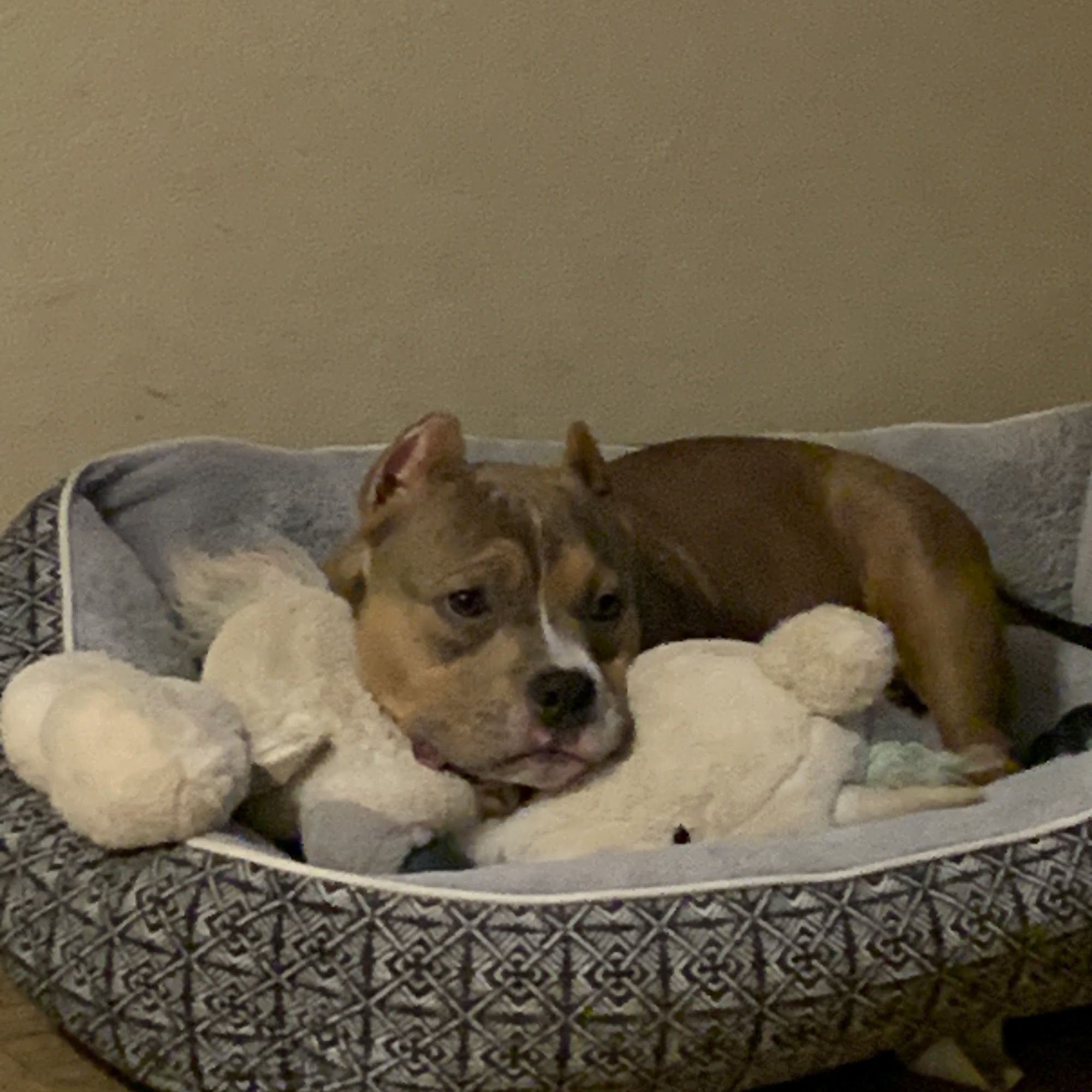 Mitschke Veterinary Services