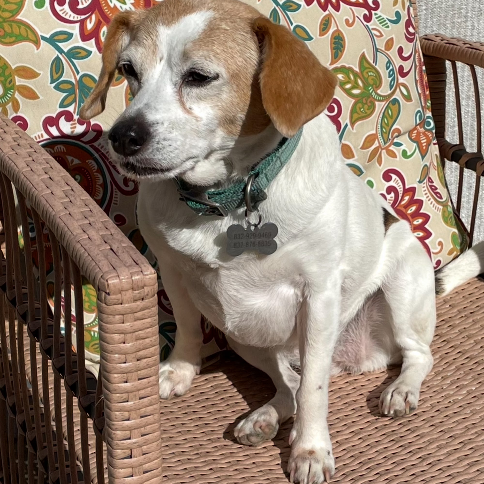 Mitschke Veterinary Services Giddings