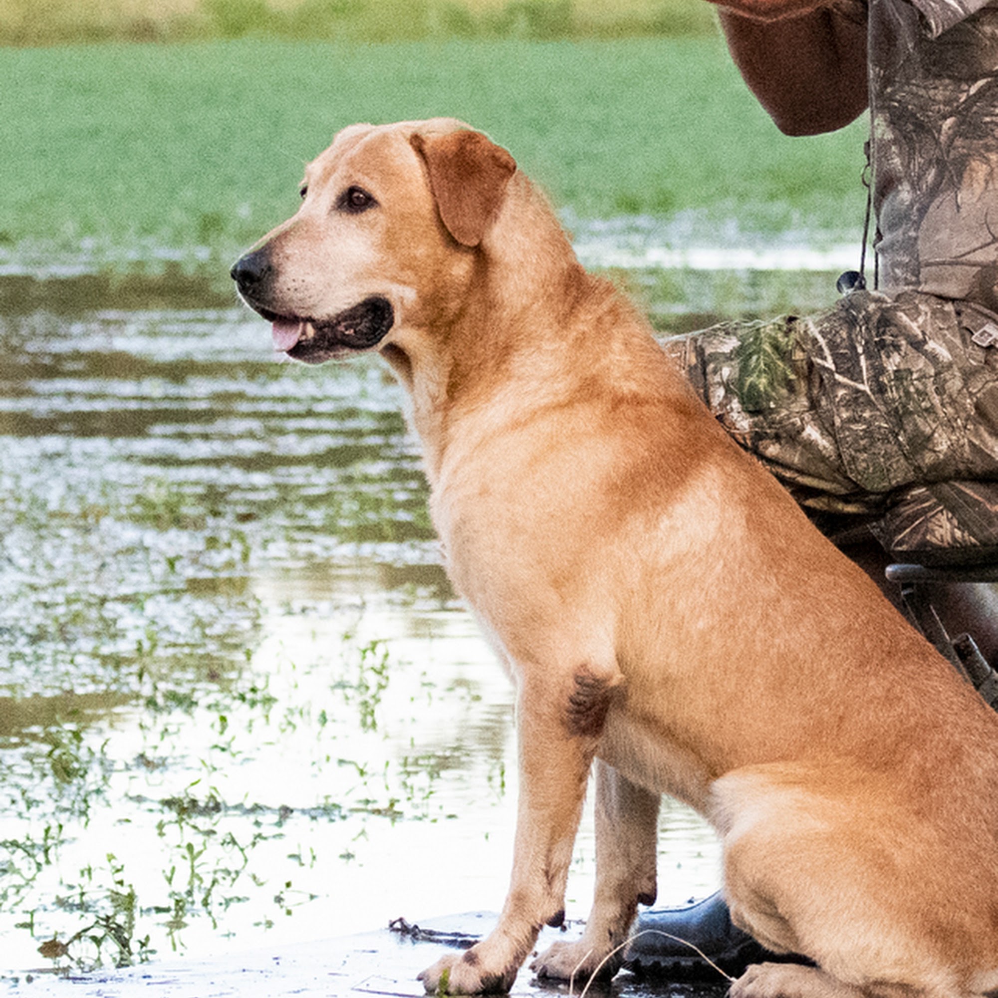 Marsh Dog Kennels Giddings