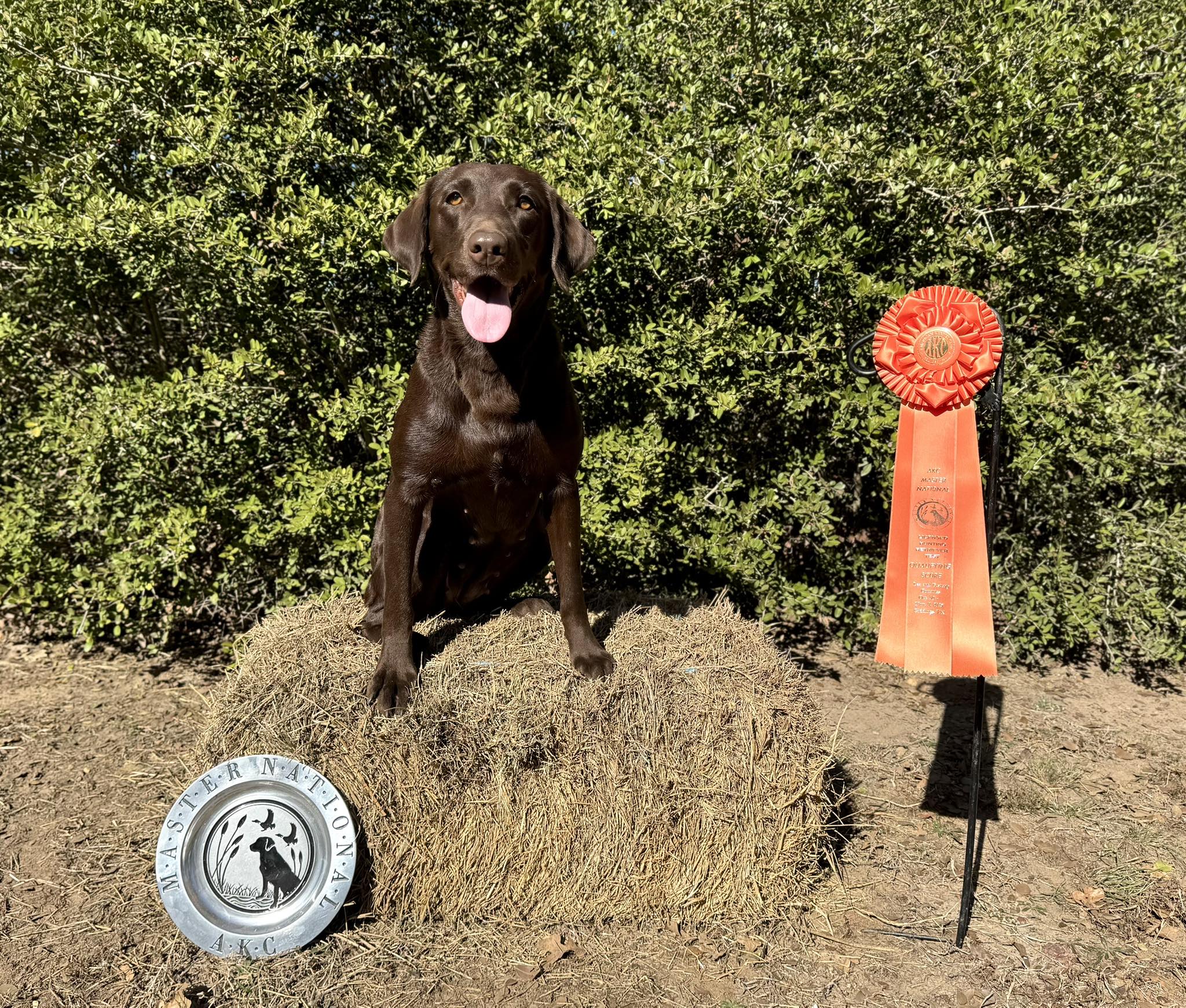 Marsh Dog Kennels Giddings