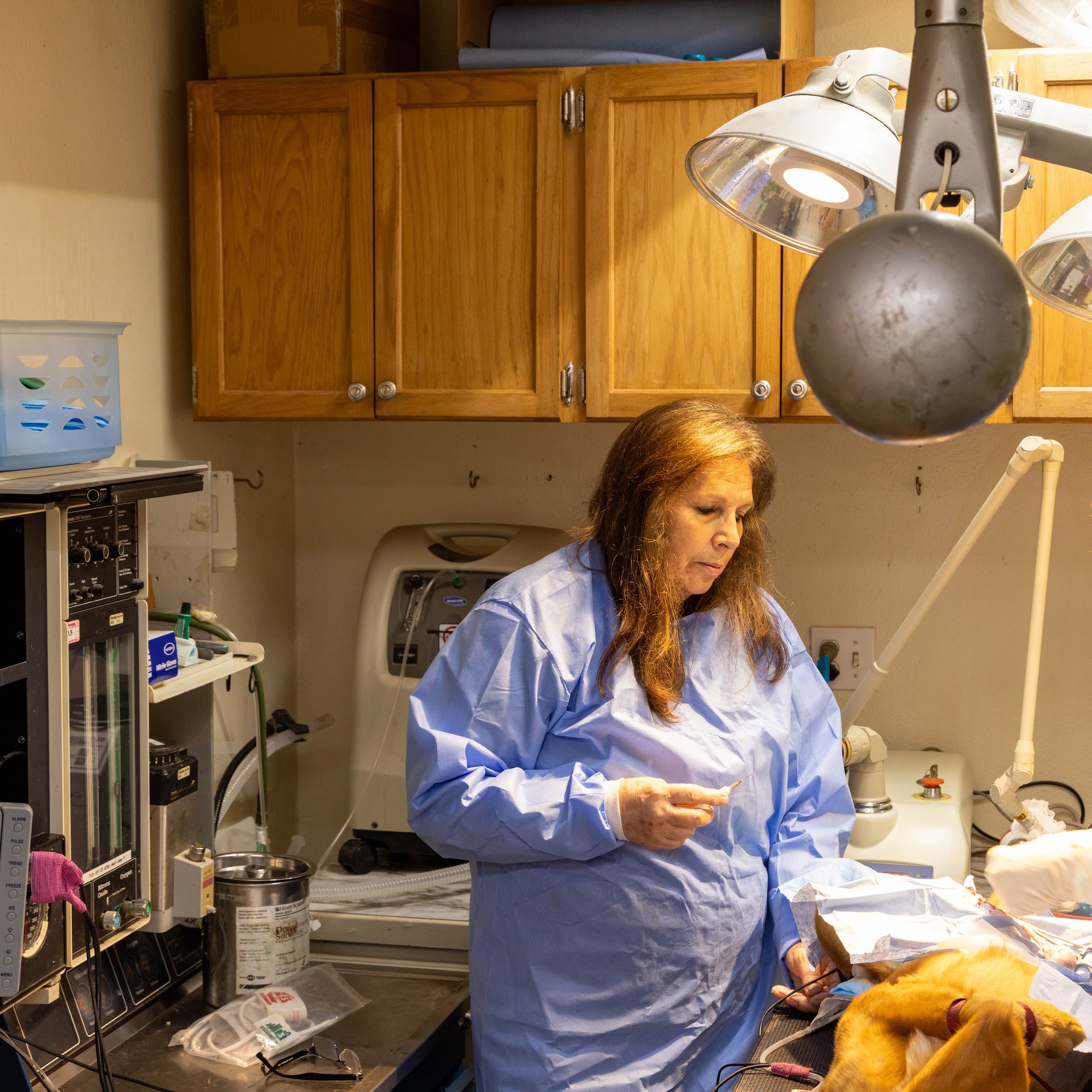 Animal Medical & Surgical Hospital Gilmer