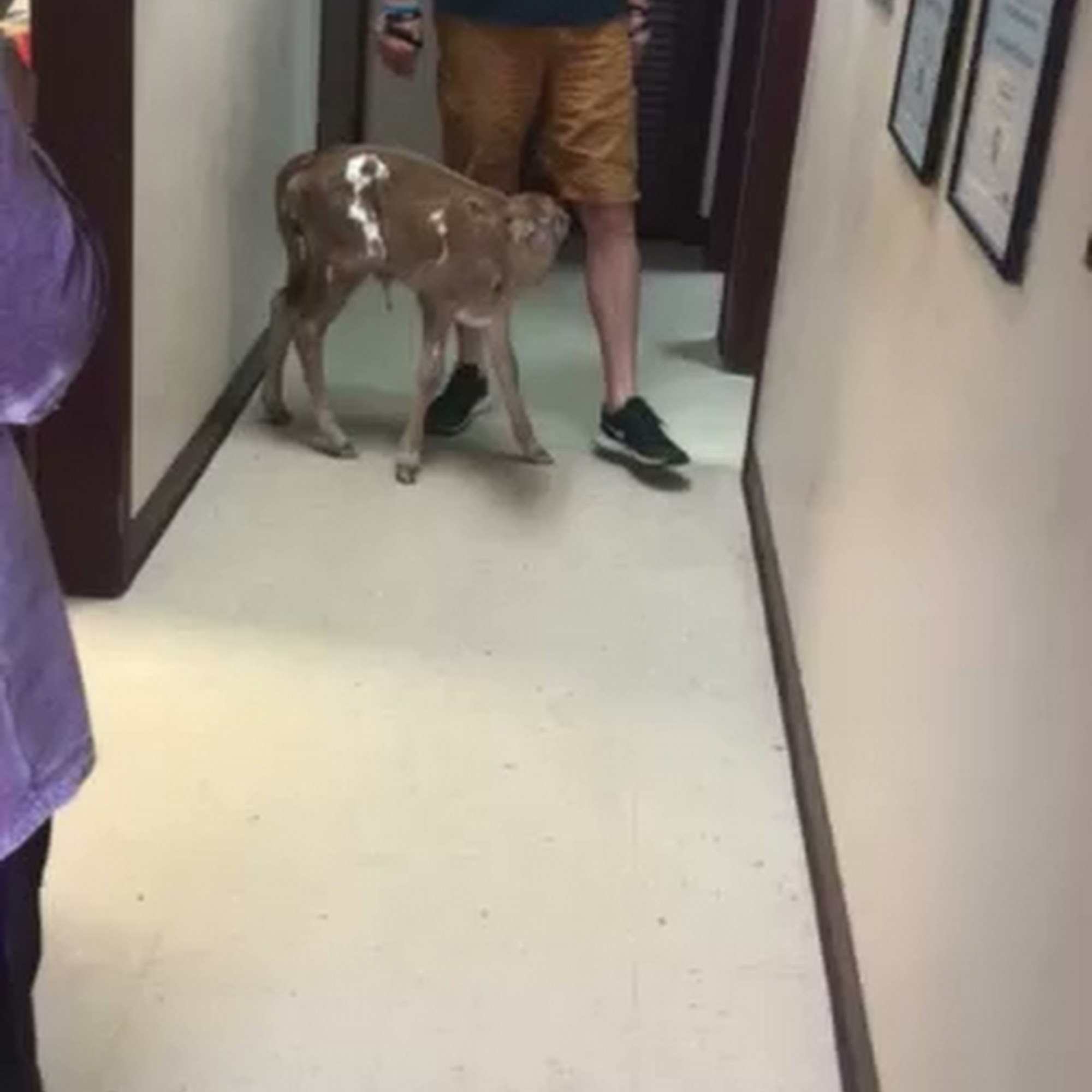 Gilmer Animal Clinic Gilmer