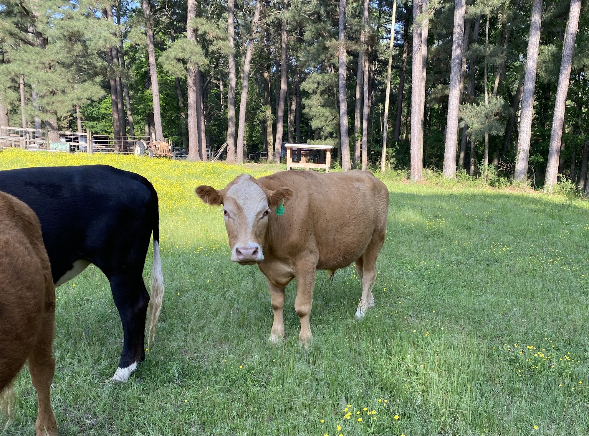 Brunson Farms – Beefalo Gilmer