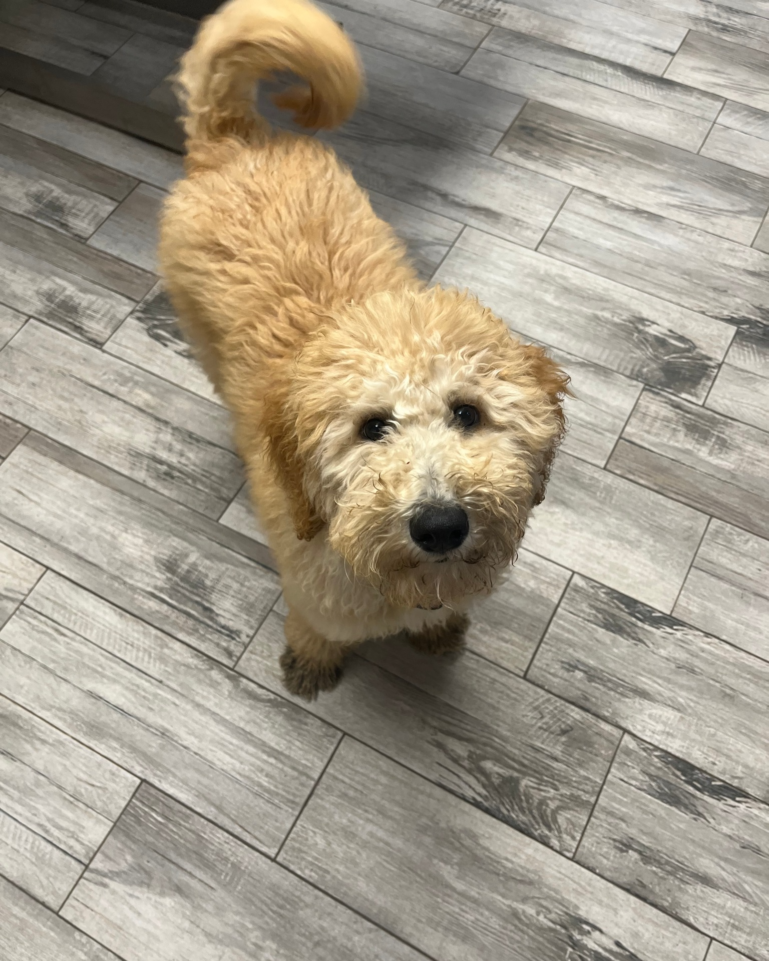 Healthy Paws Animal Hospital Gladewater