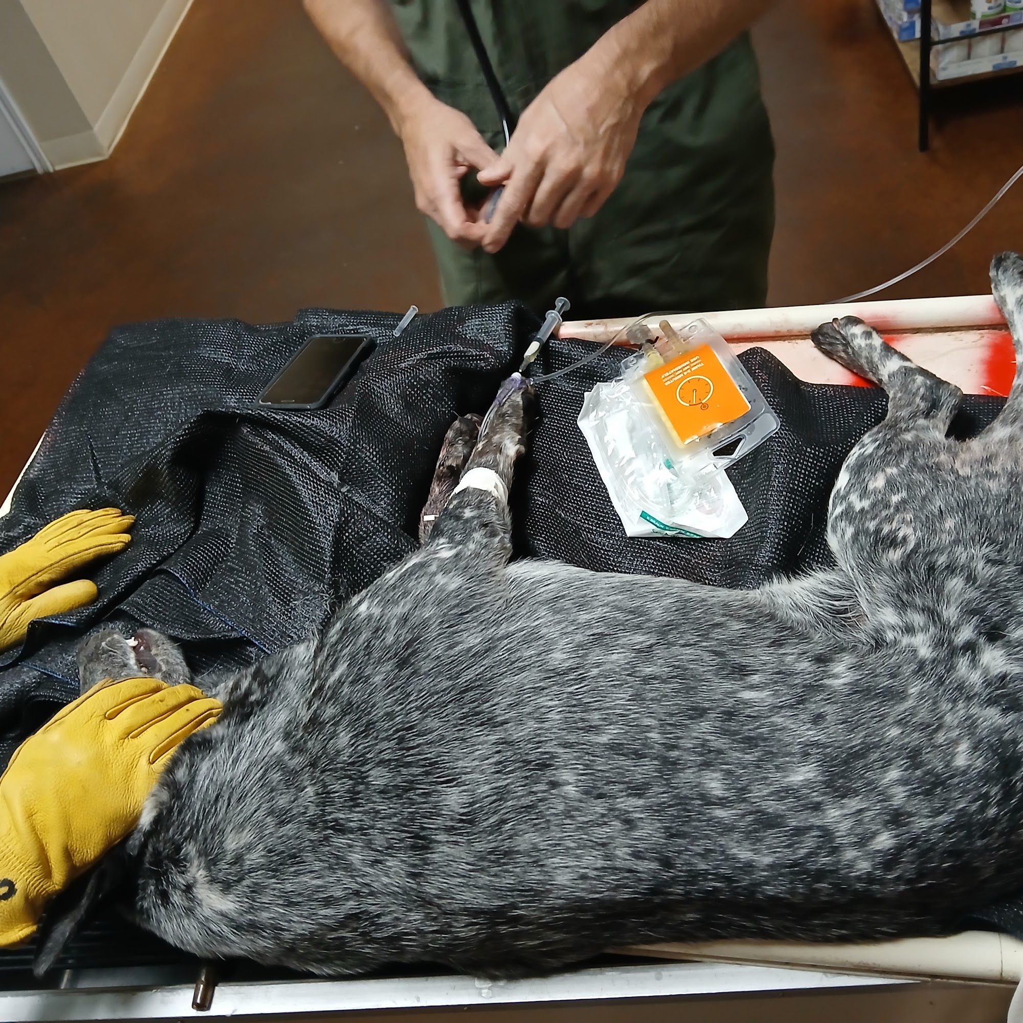 Squaw Valley Veterinary Glen Rose