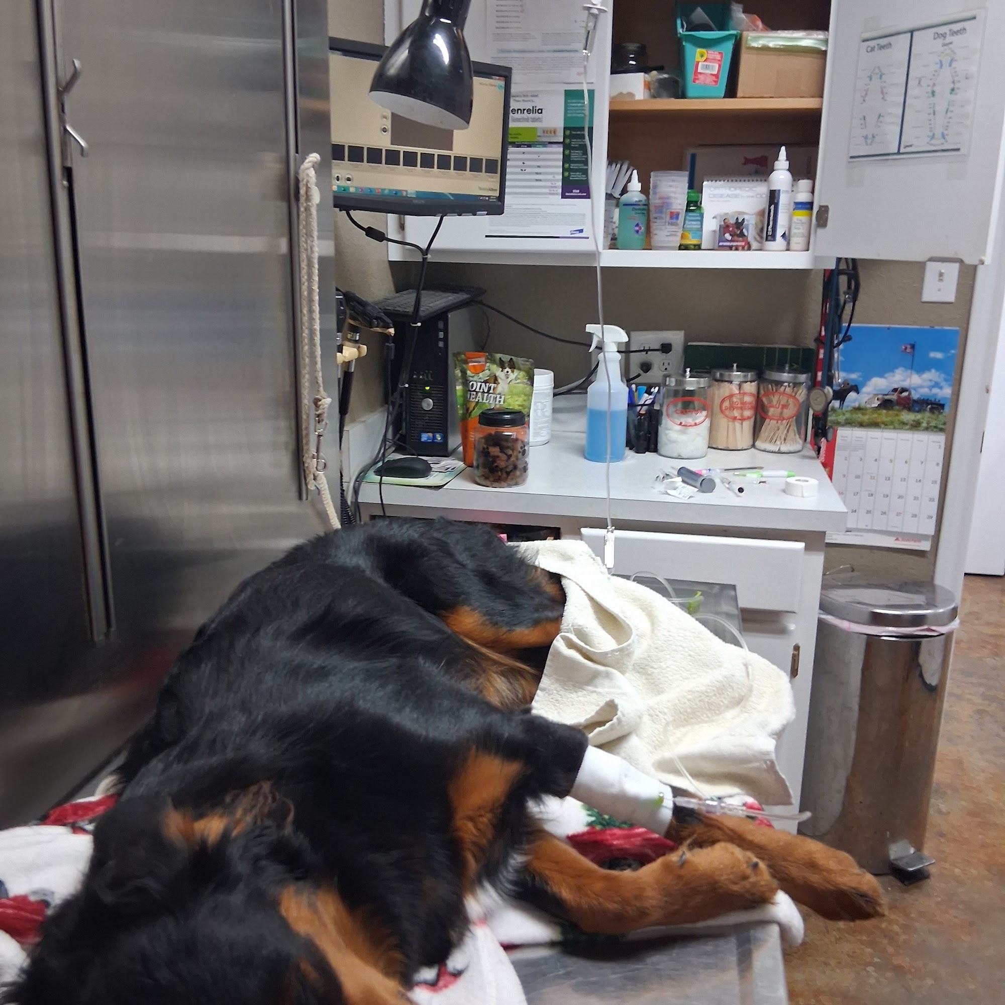 Glen Rose Veterinary Clinic Glen Rose